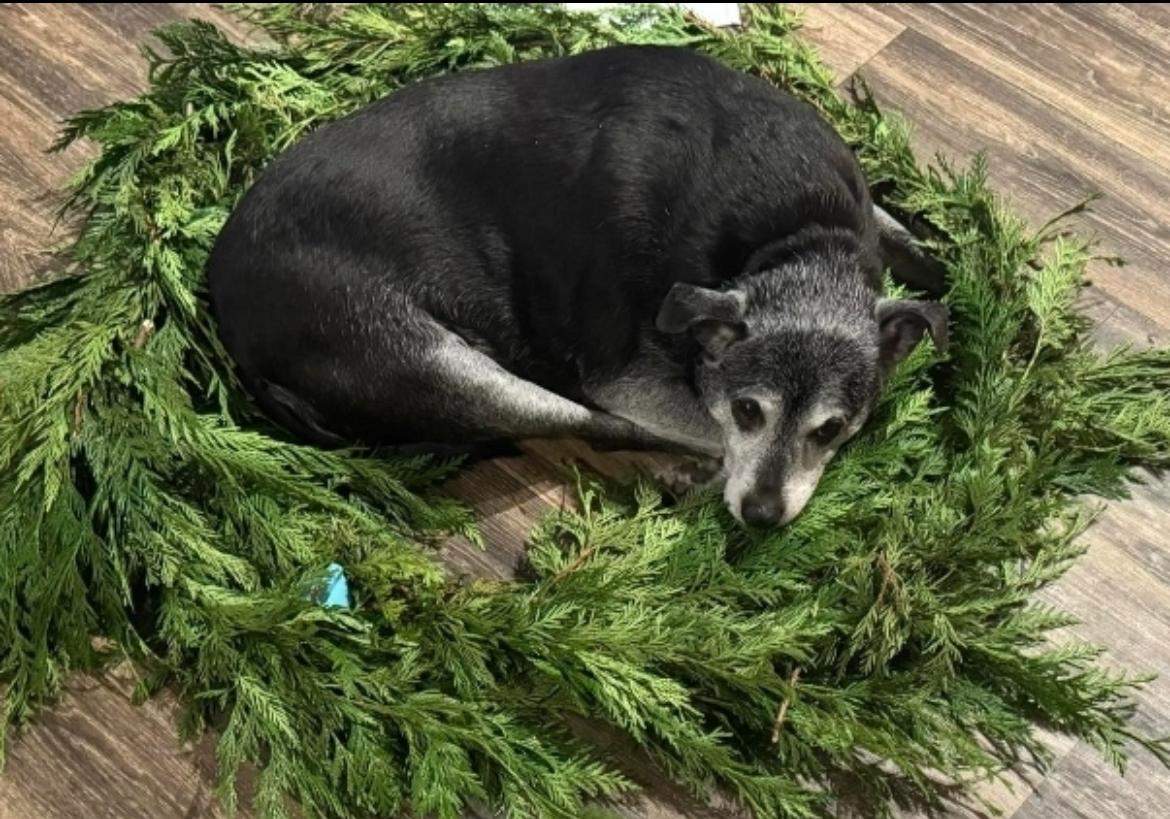 Enlarge Ruby, a Adoptable mixed breed in Powell Butte, OR image 4/5