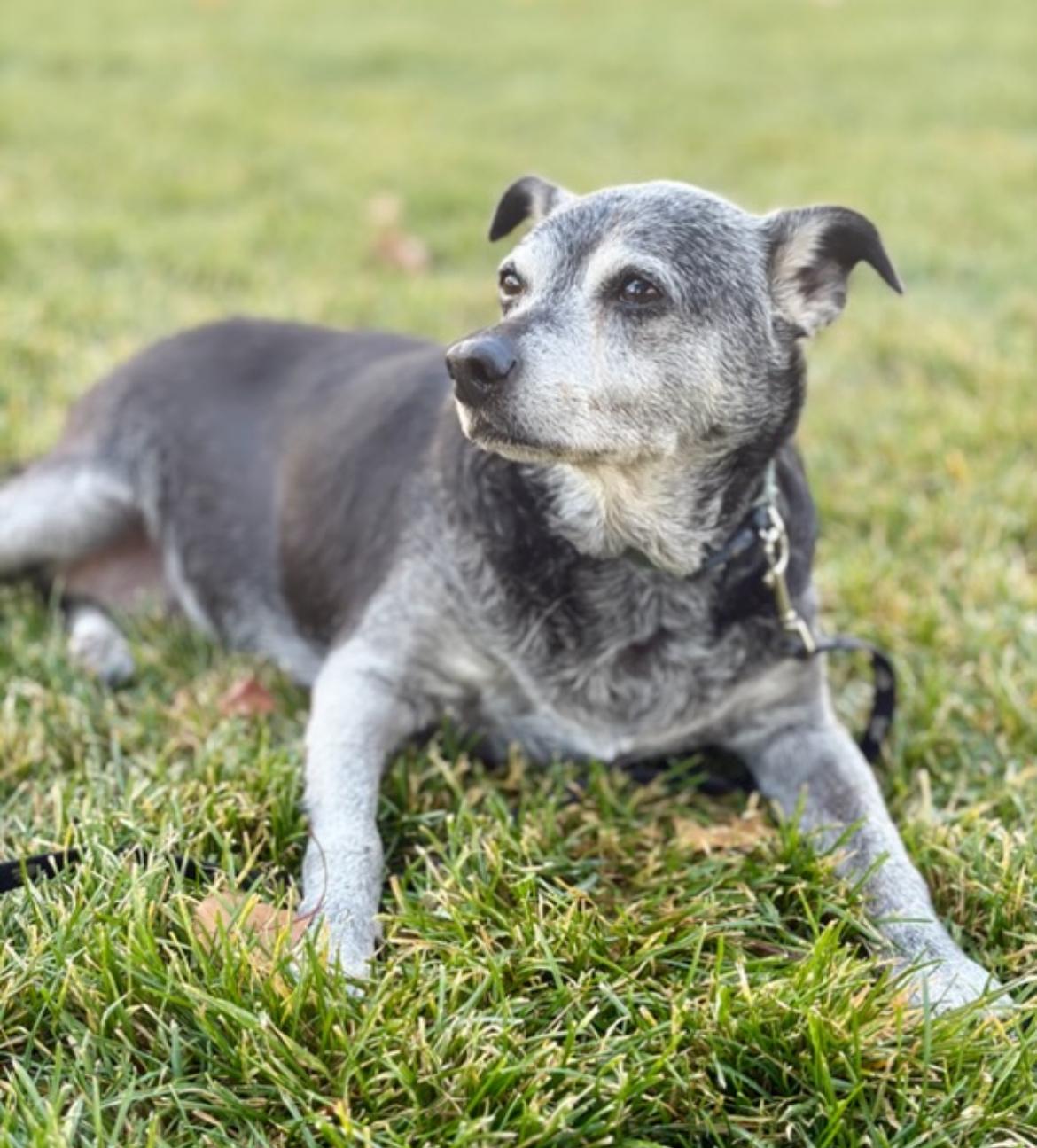 Ruby, an adoptable Terrier in Powell Butte, OR, 97753 | Photo Image 5