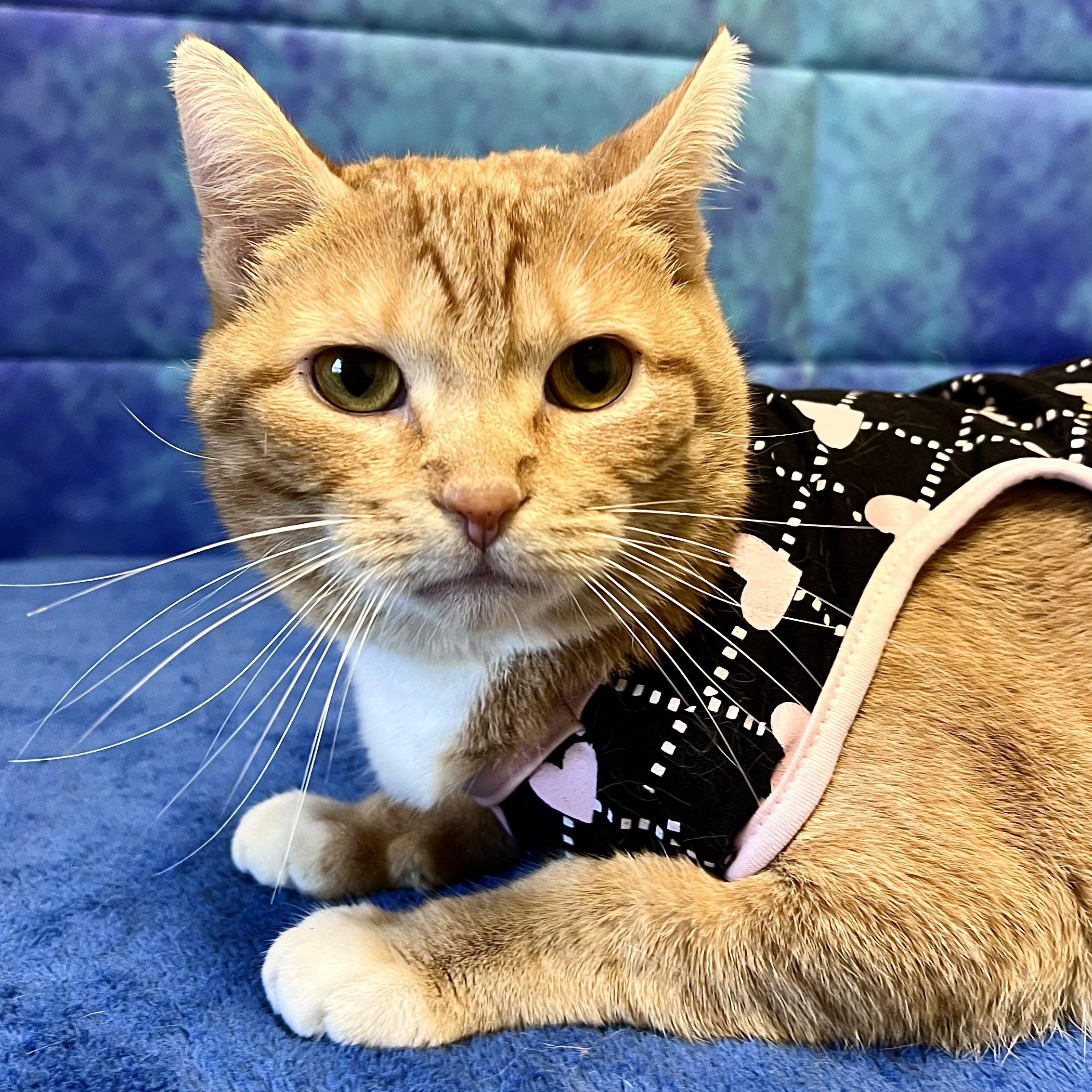 Sunkissed, an adoptable Domestic Short Hair in Fairmont, MN, 56031 | Photo Image 1