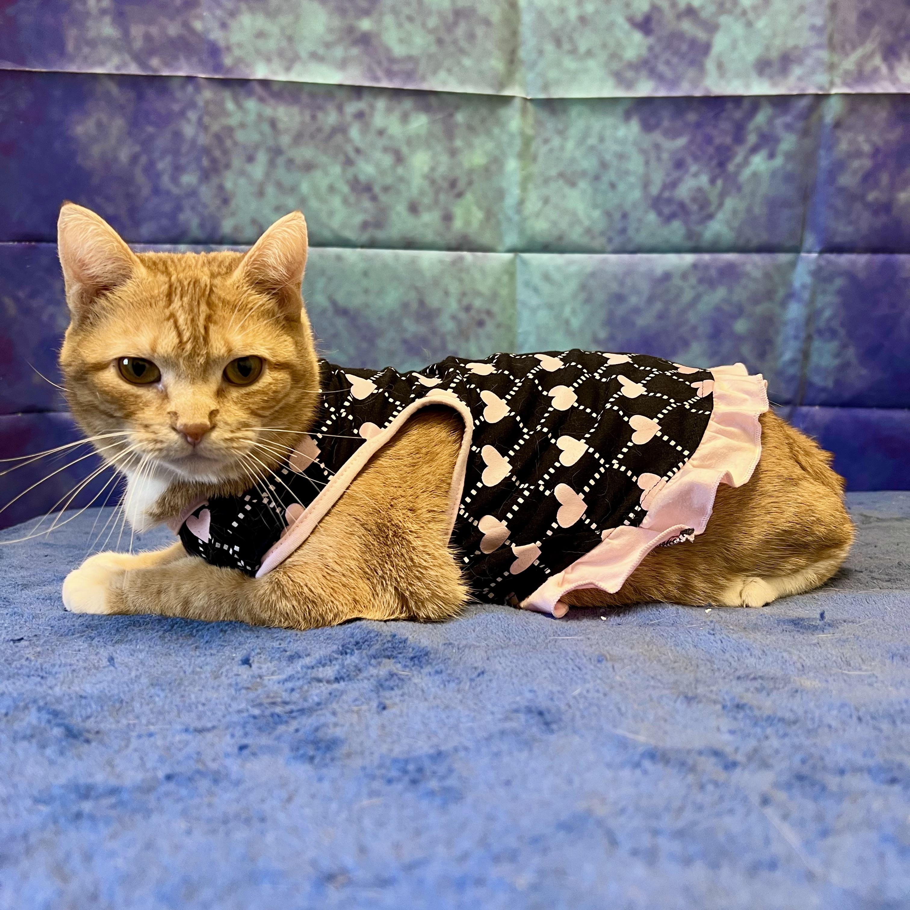 Sunkissed, an adoptable Domestic Short Hair in Fairmont, MN, 56031 | Photo Image 3