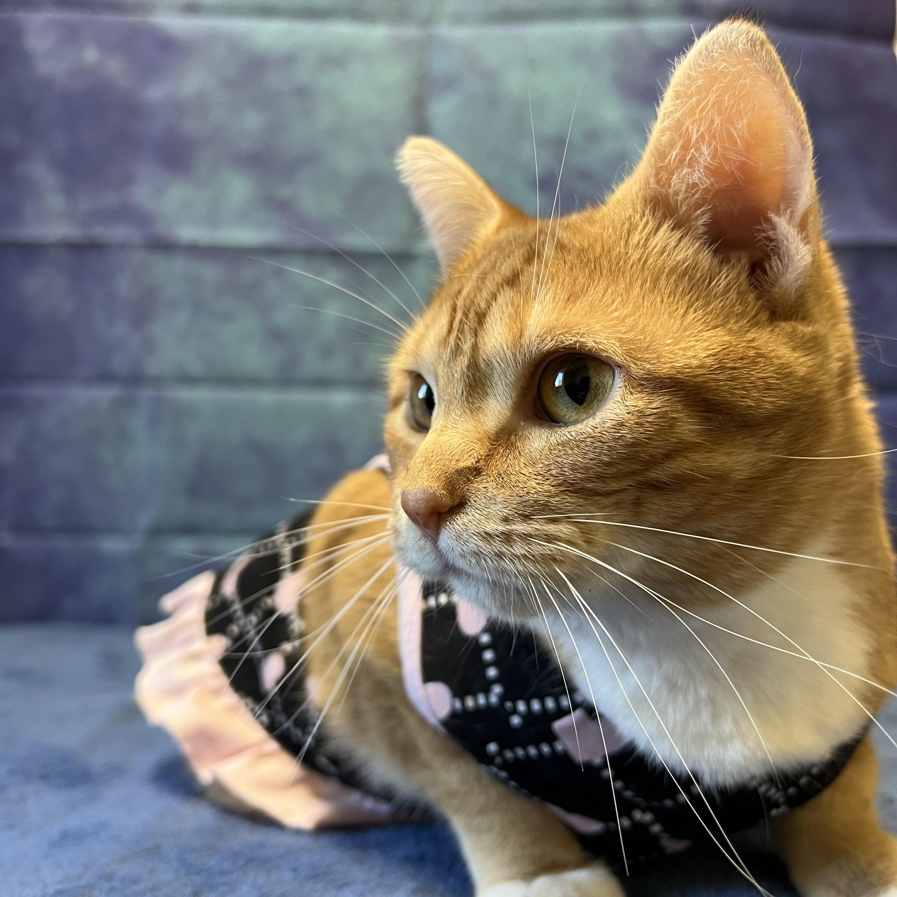 Sunkissed, an adoptable Domestic Short Hair in Fairmont, MN, 56031 | Photo Image 5