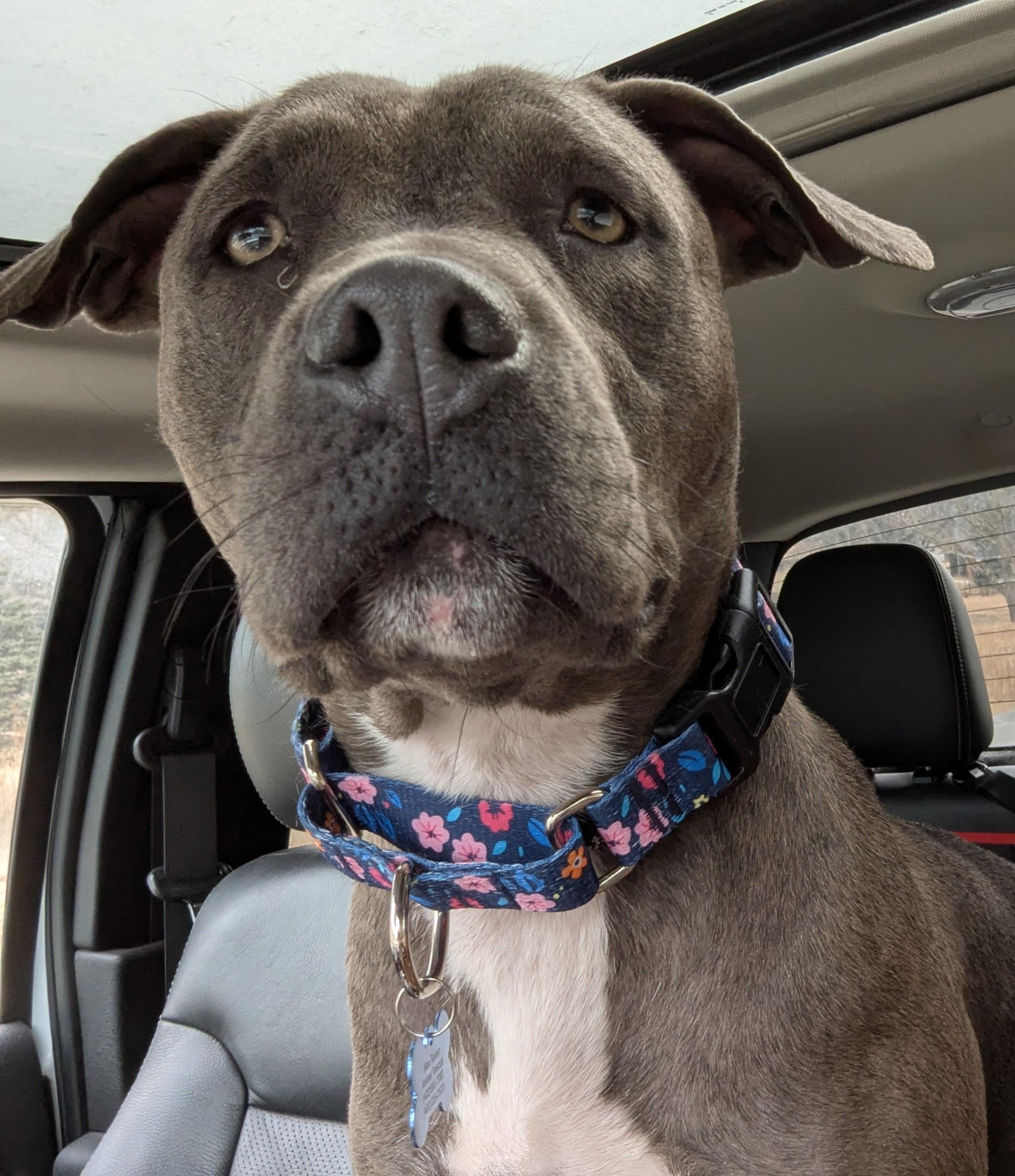 Enlarge River, a Adopted Pit Bull Terrier in Lincoln, NE image 1/1