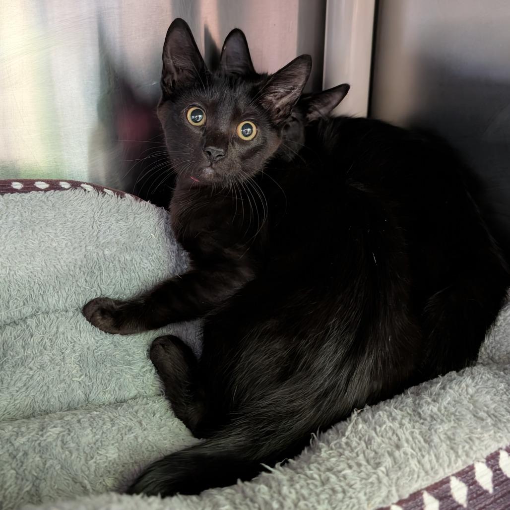 Enlarge Where?, a Adoptable Domestic Short Hair in Emporia, KS image 1/3