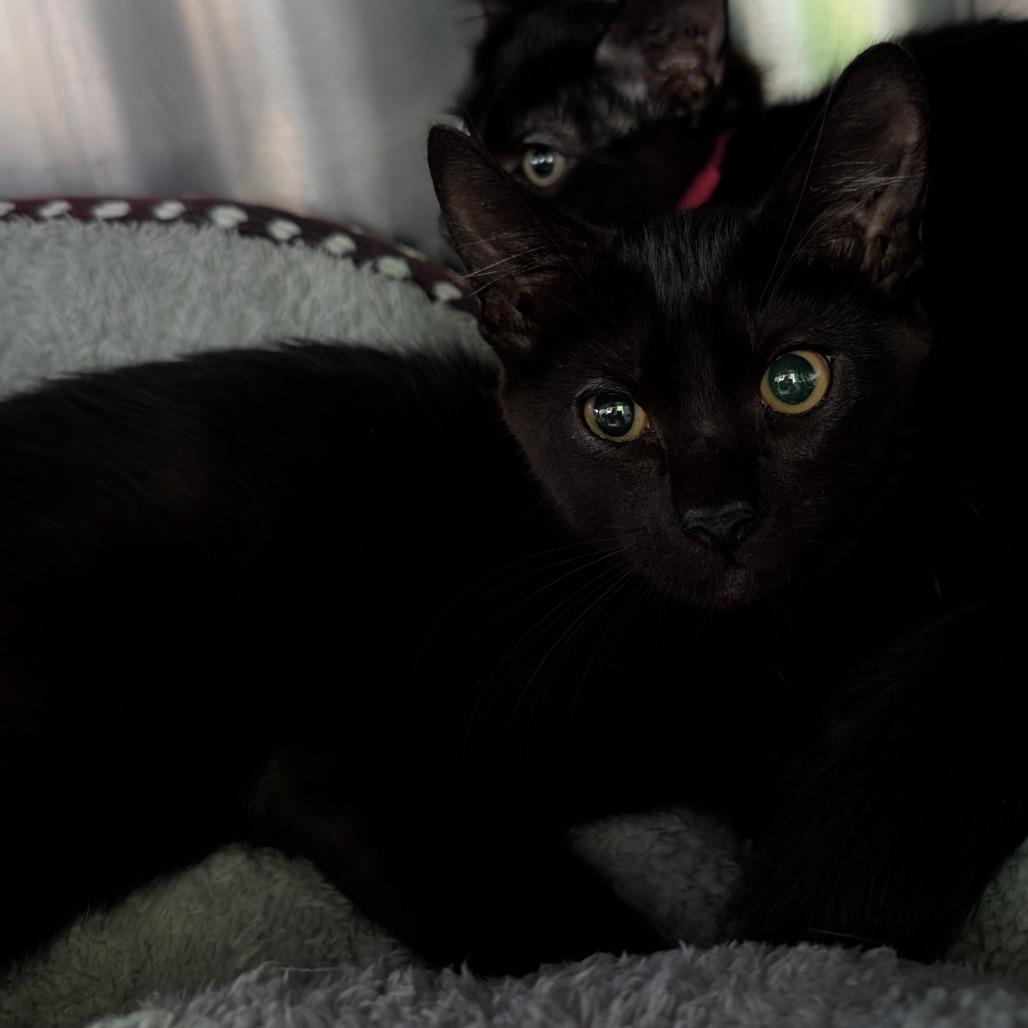 Enlarge Where?, a Adoptable Domestic Short Hair in Emporia, KS image 2/3