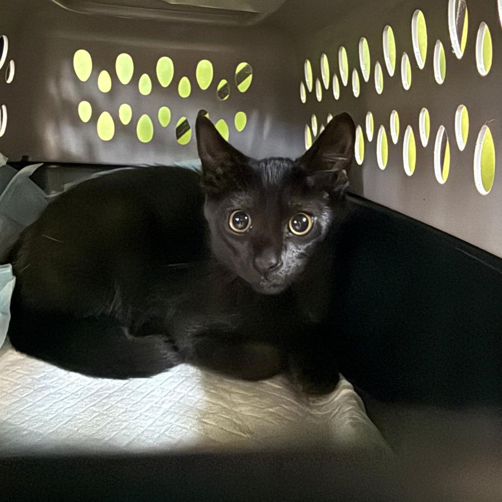 Enlarge Where?, a Adoptable Domestic Short Hair in Emporia, KS image 3/3