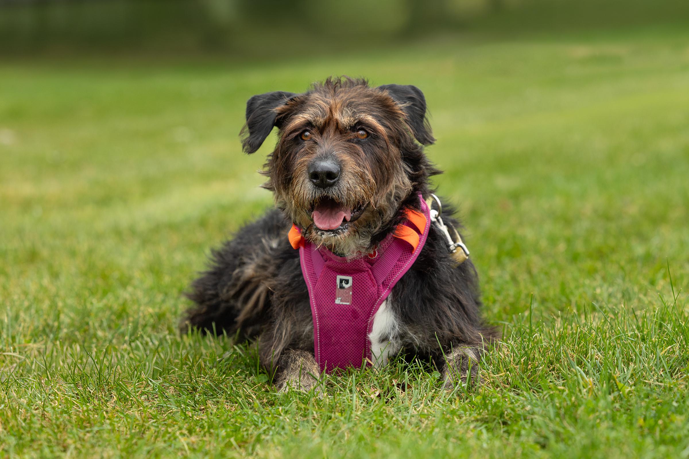 Kika, Adoptable, Adult Female Terrier.
