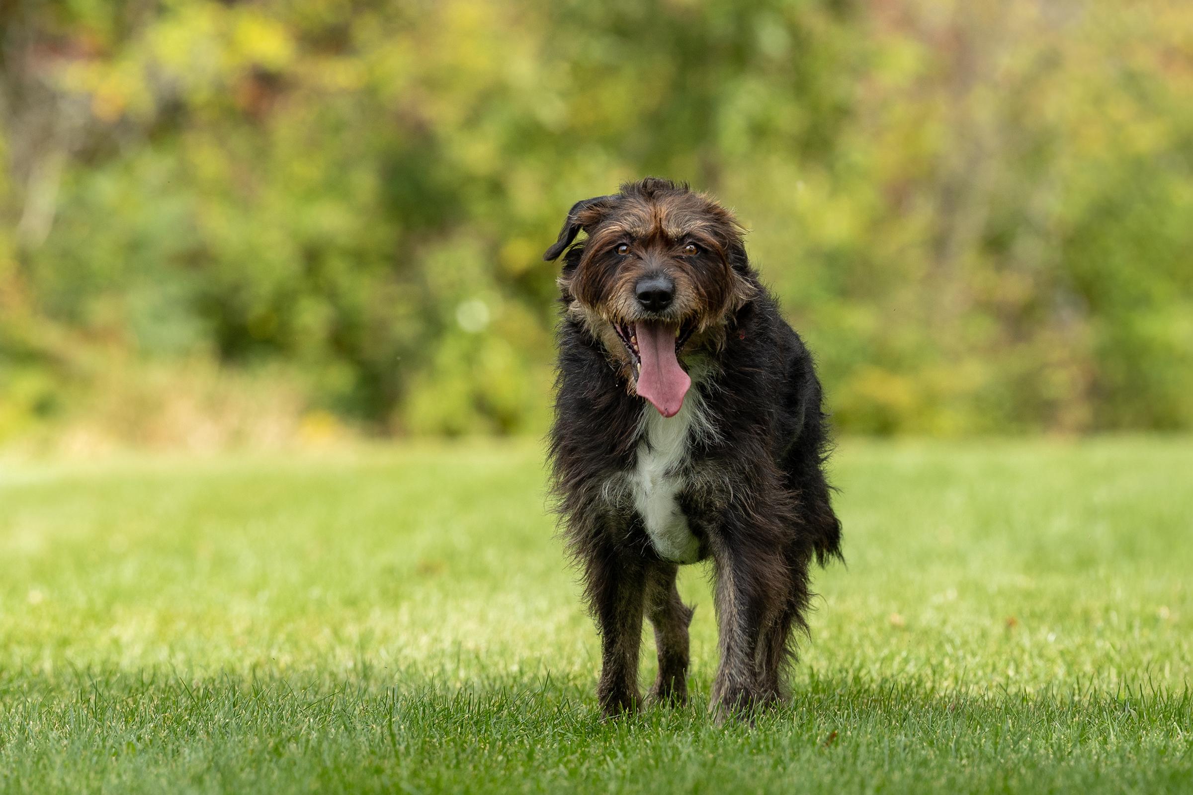 Enlarge Kika, a Adoptable mixed breed in Mississauga, ON image 3/6