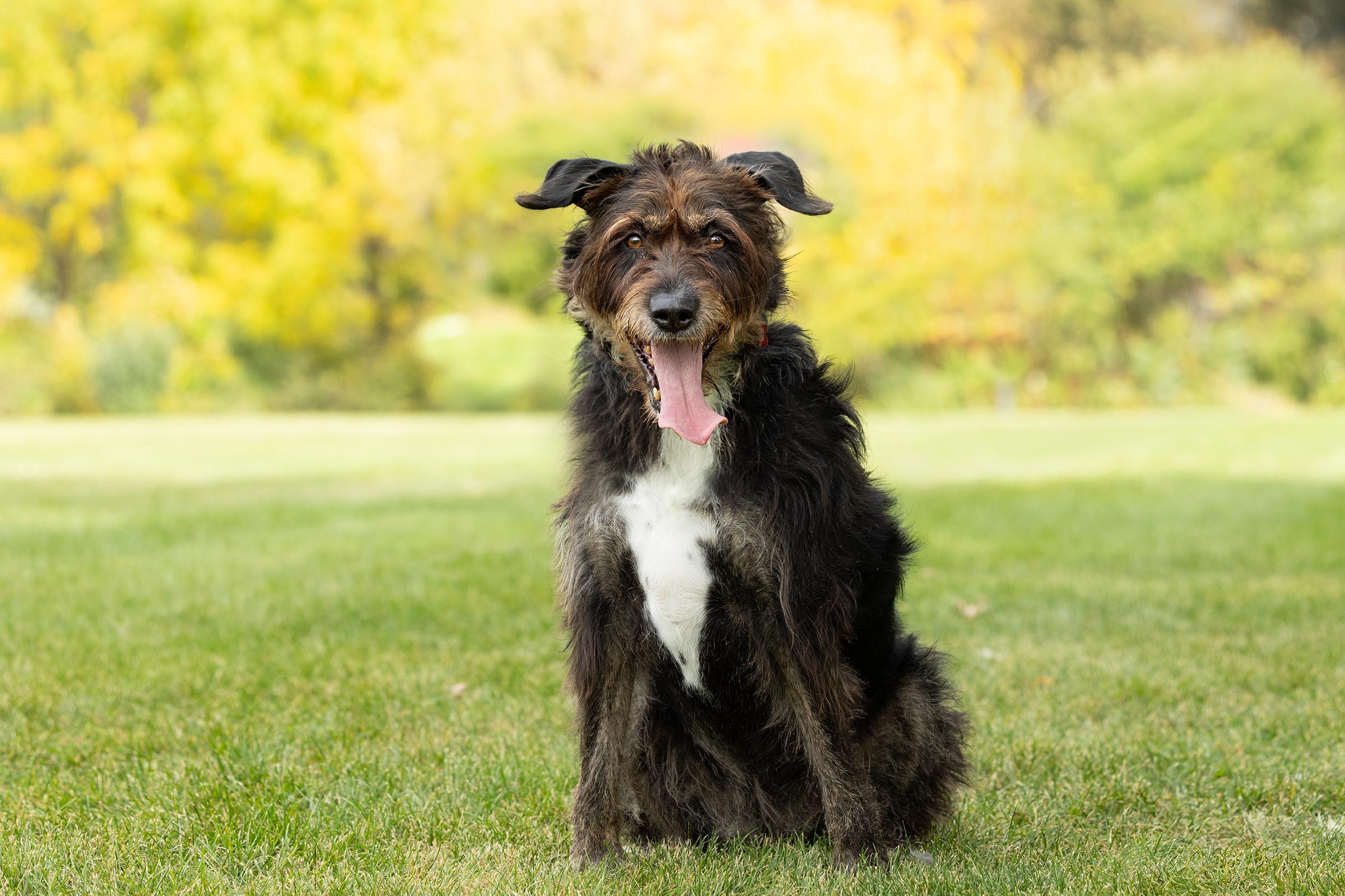 Enlarge Kika, a Adoptable mixed breed in Mississauga, ON image 4/6