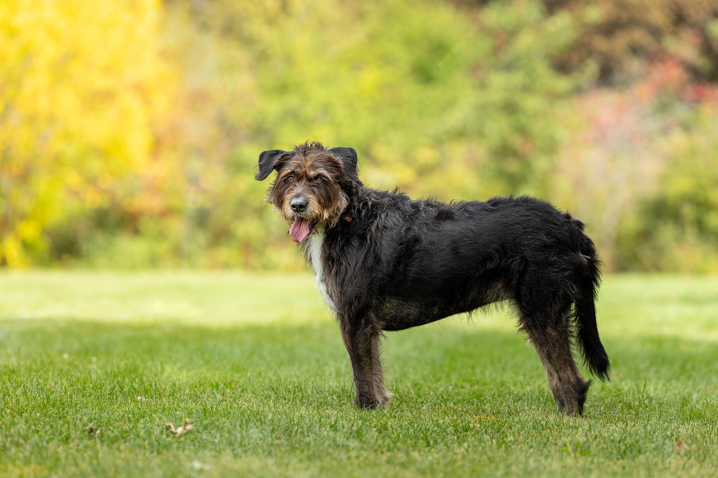 Enlarge Kika, a Adoptable mixed breed in Mississauga, ON image 2/6