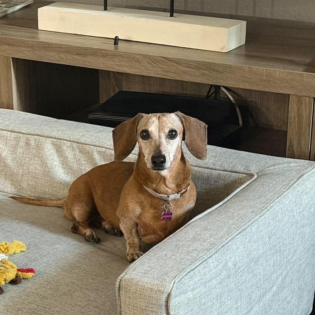 Enlarge Frieda, a Adoptable Miniature Dachshund in Wimberley, TX image 3/6