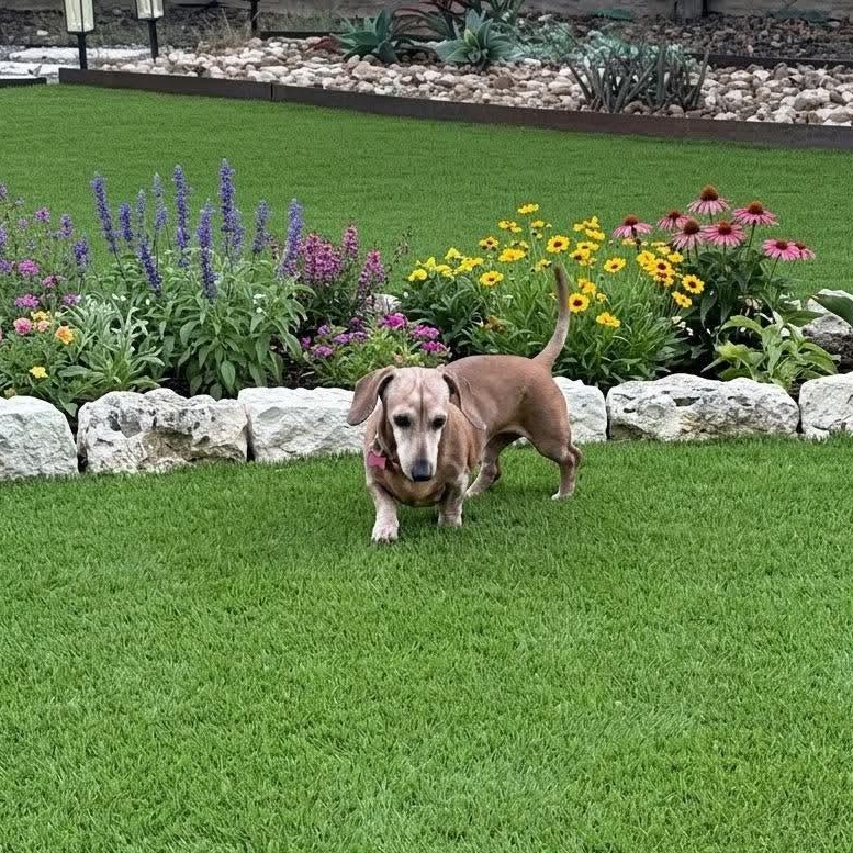 Enlarge Frieda, a Adoptable Miniature Dachshund in Wimberley, TX image 4/6