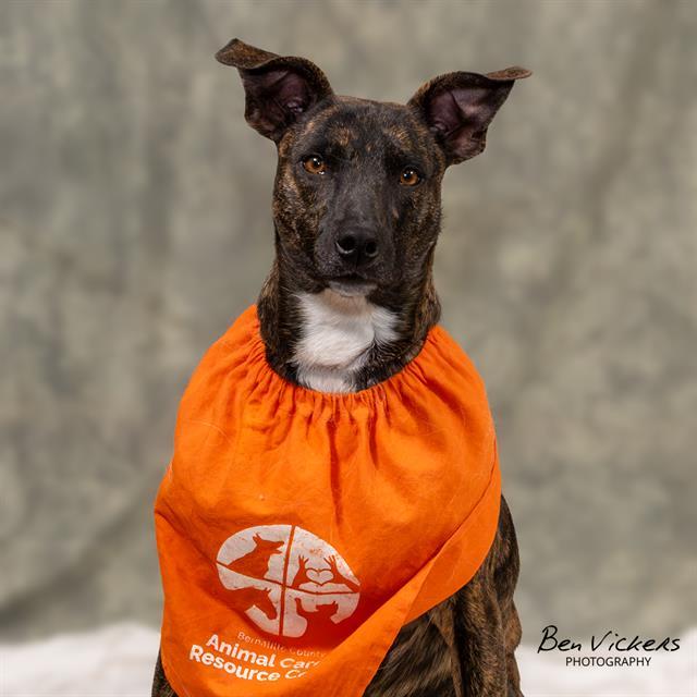 Enlarge BELLA, a Adoptable mixed breed in Albuquerque, NM image 1/1