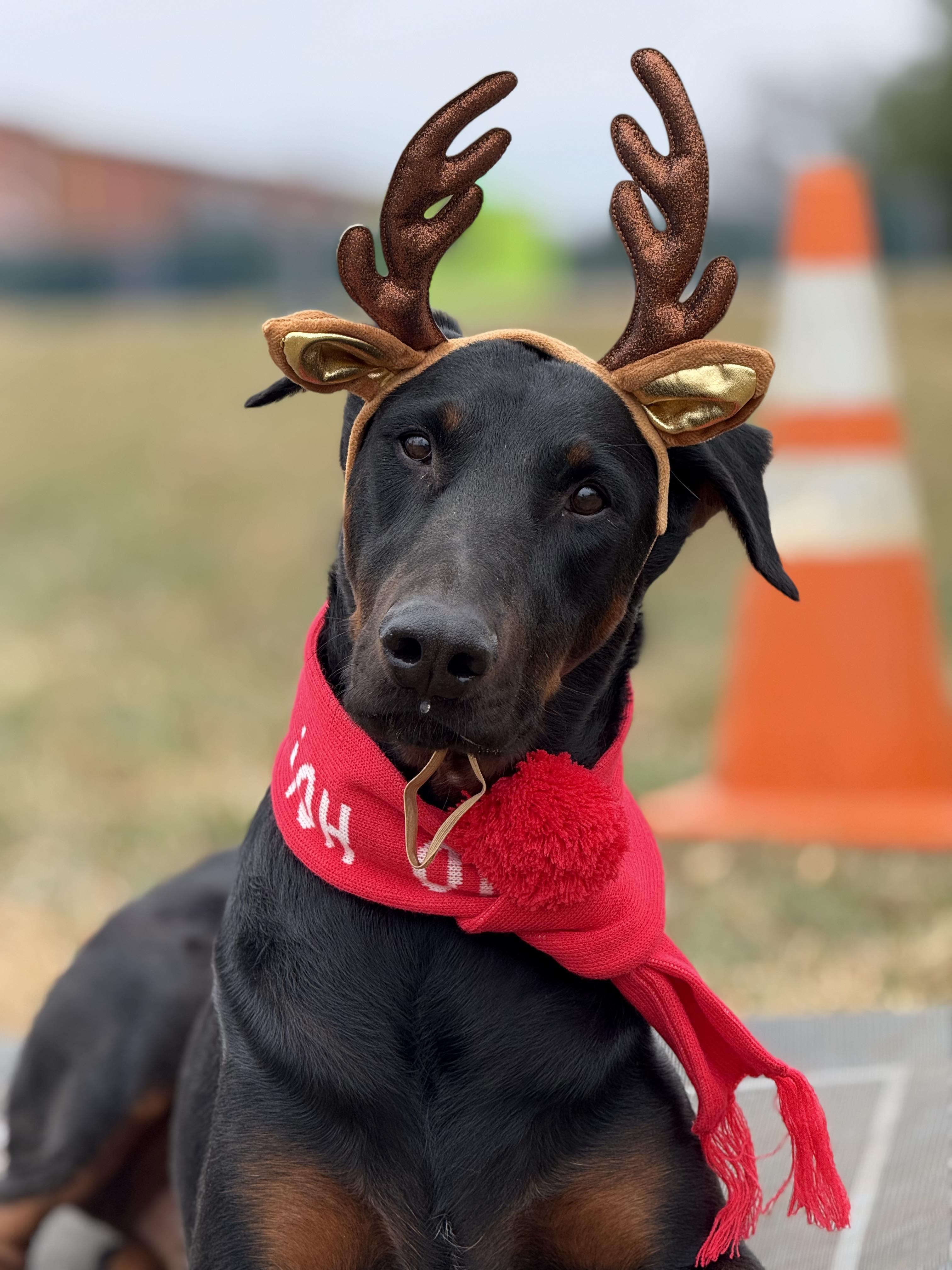Enlarge Maverick, a ADOPTABLE Doberman Pinscher in Matthews, NC image 1/2