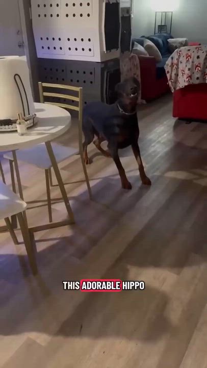 Enlarge Maverick, a ADOPTABLE Doberman Pinscher in Matthews, NC video 2/2