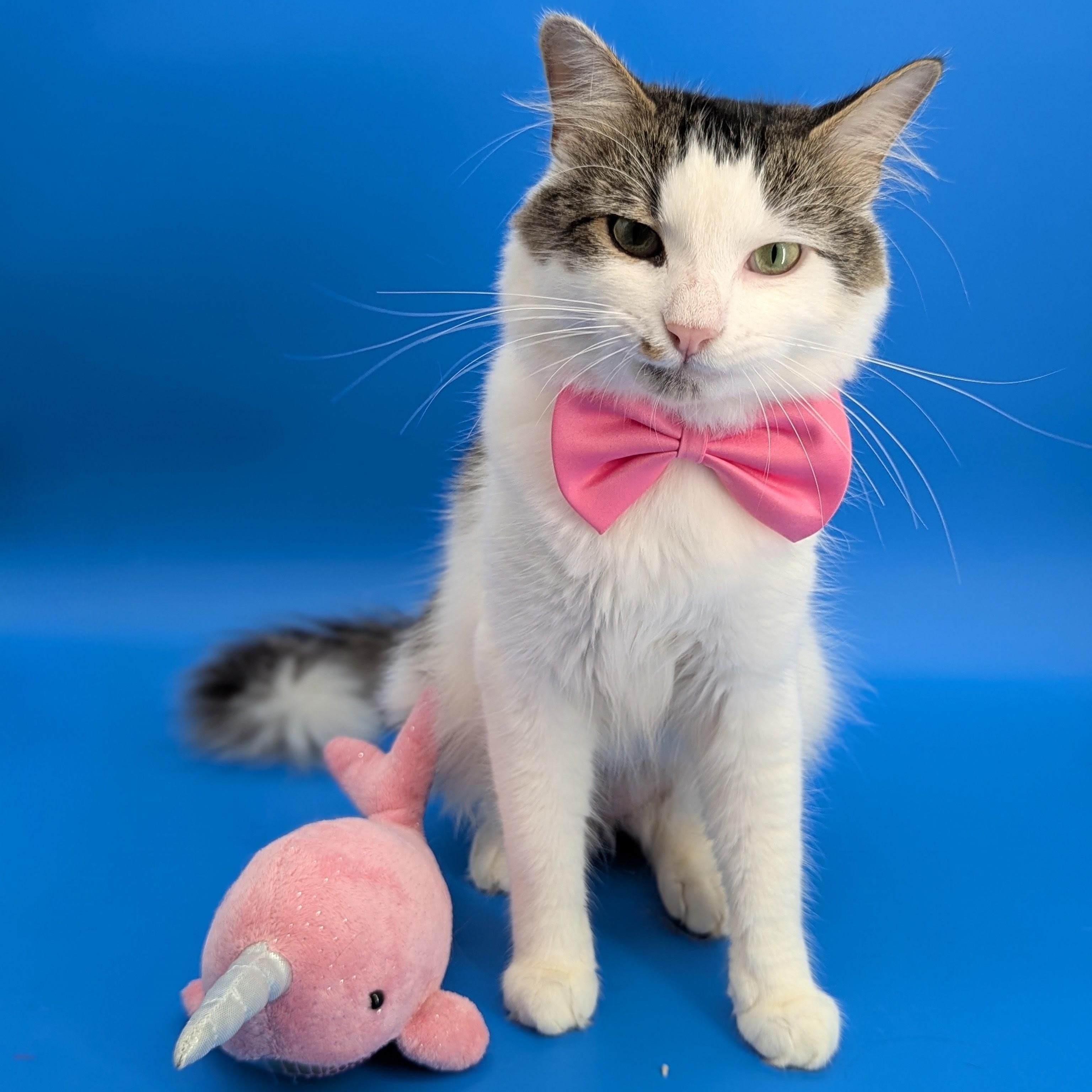 Oliver (Social Butterfly), Adoptable, Young Male Domestic Long Hair.