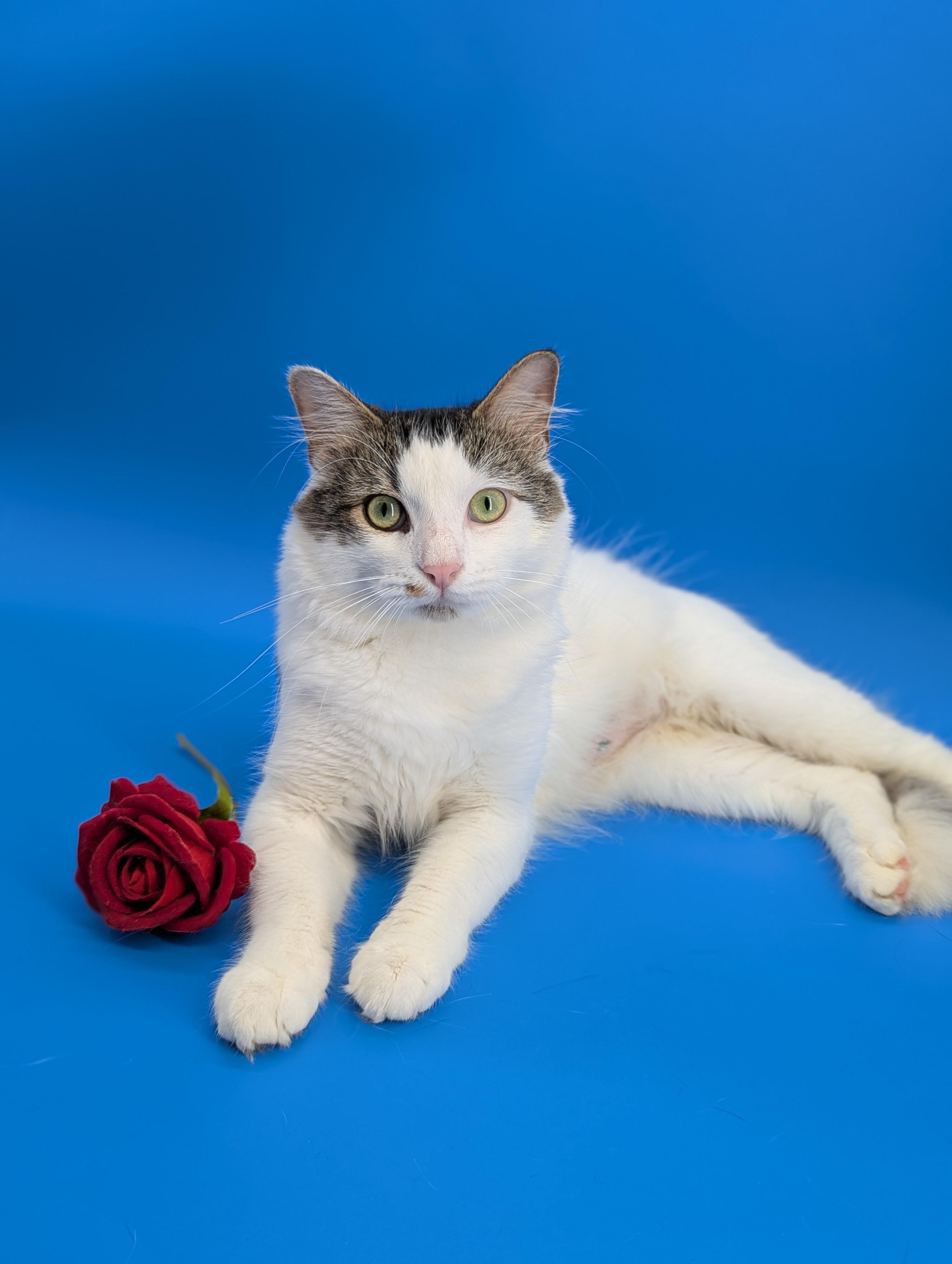 Enlarge Oliver (Social Butterfly), a Adoptable Domestic Long Hair in Decatur, GA image 4/6