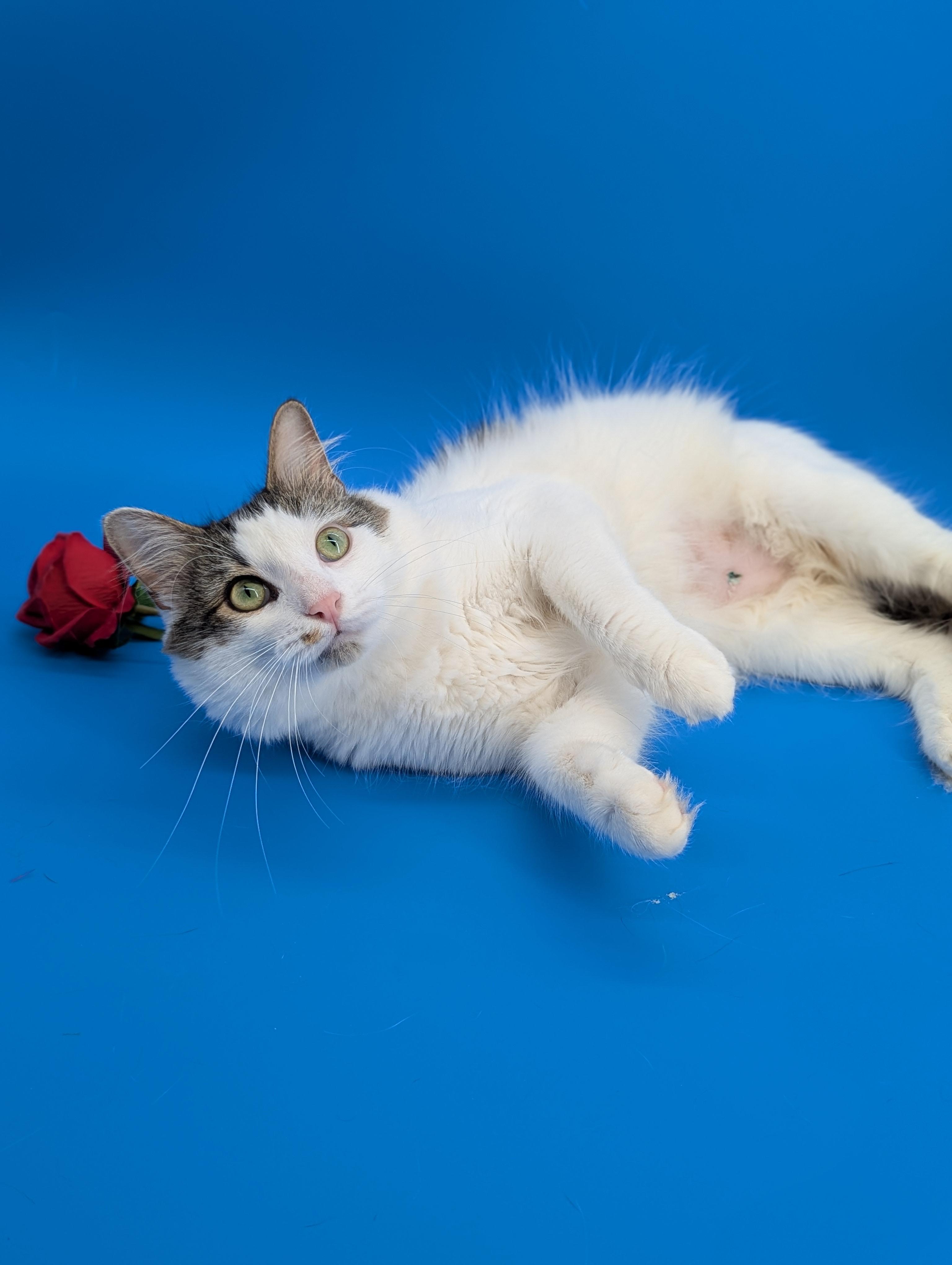 Enlarge Oliver (Social Butterfly), a Adoptable Domestic Long Hair in Decatur, GA image 3/6