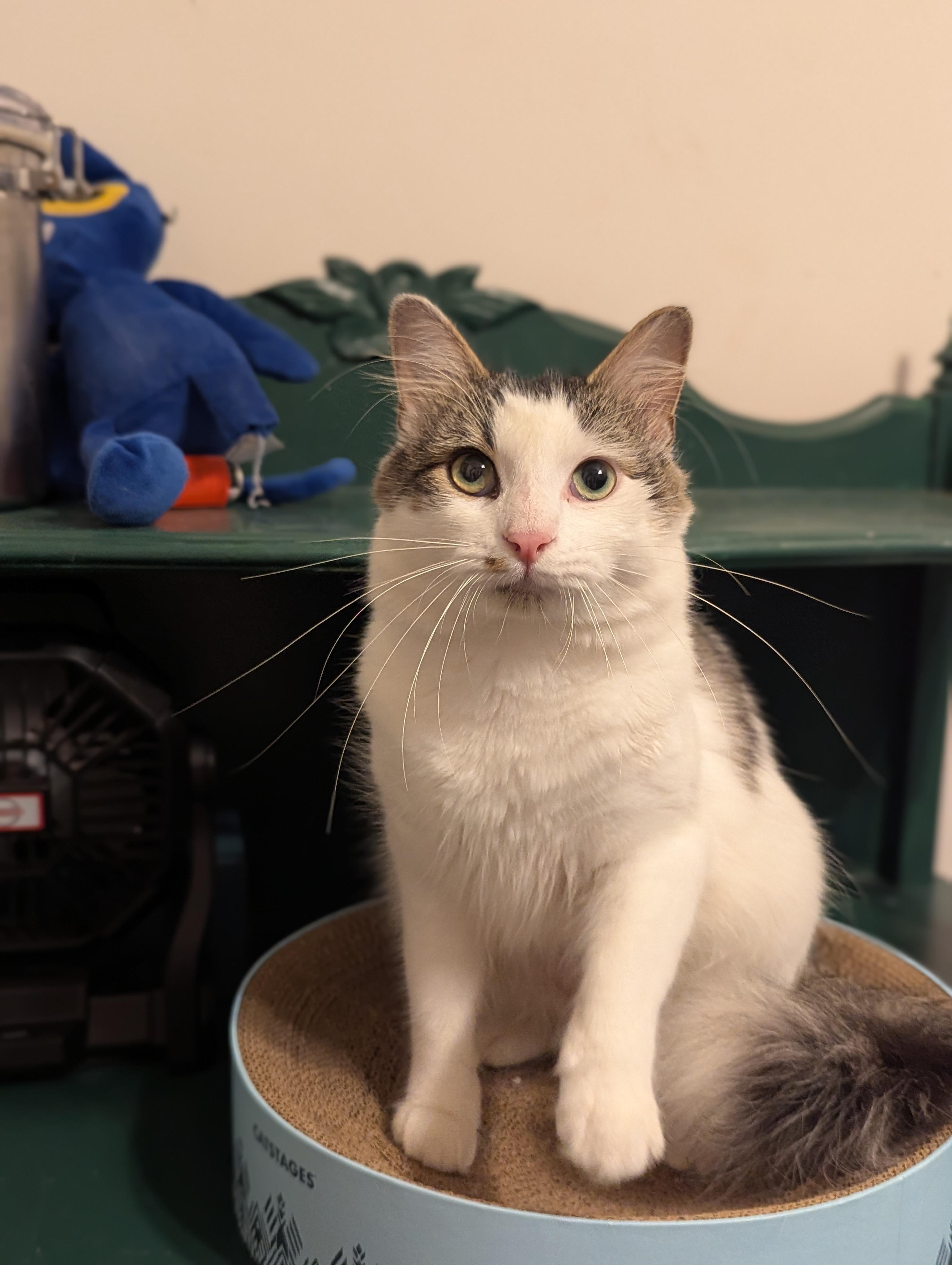 Enlarge Oliver (Social Butterfly), a Adoptable Domestic Long Hair in Decatur, GA image 6/6