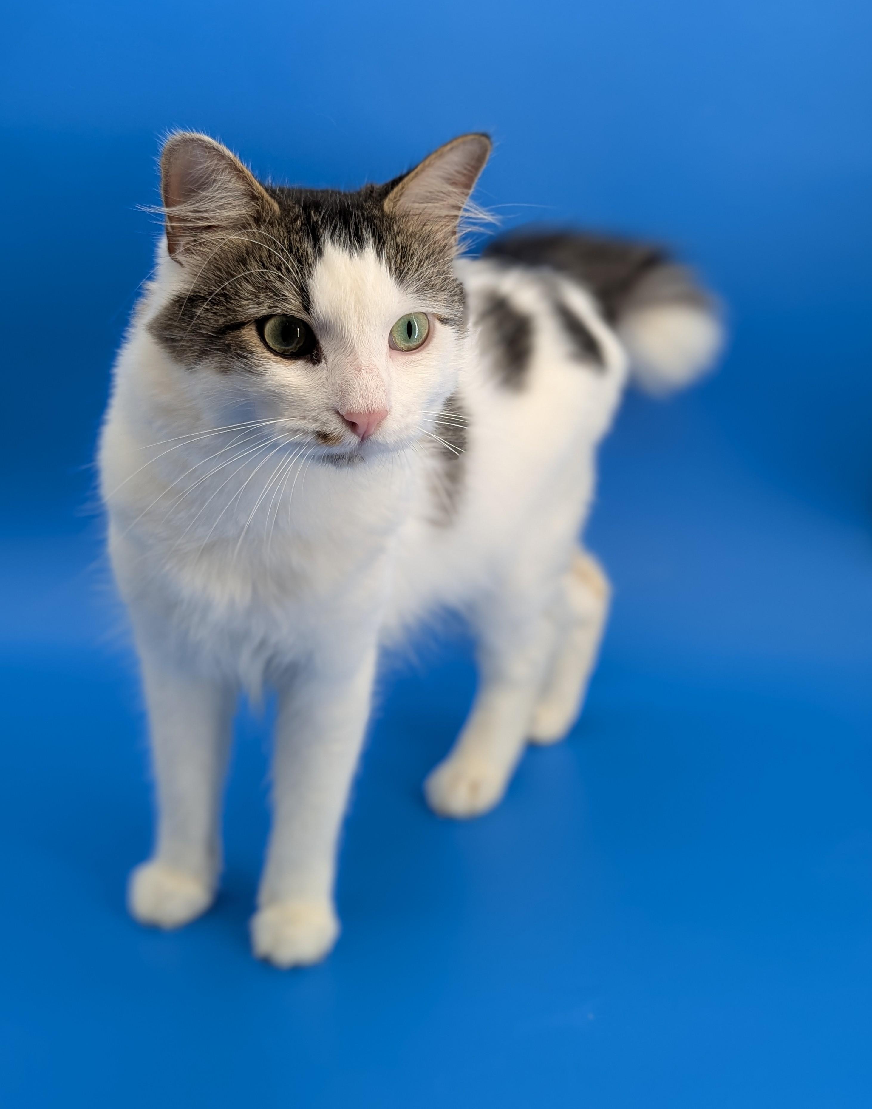 Enlarge Oliver (Social Butterfly), a Adoptable Domestic Long Hair in Decatur, GA image 5/6
