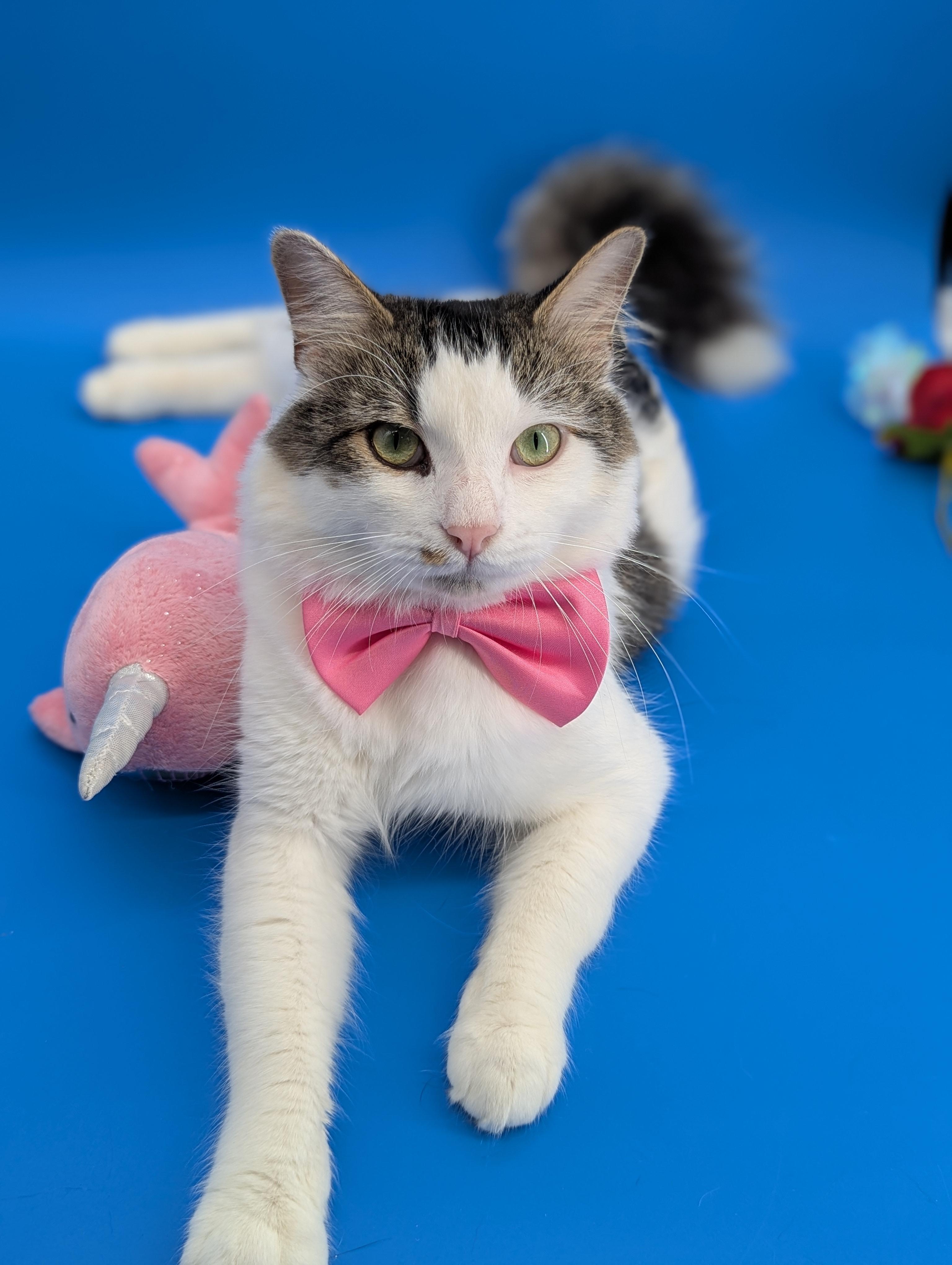 Enlarge Oliver (Social Butterfly), a Adoptable Domestic Long Hair in Decatur, GA image 2/6