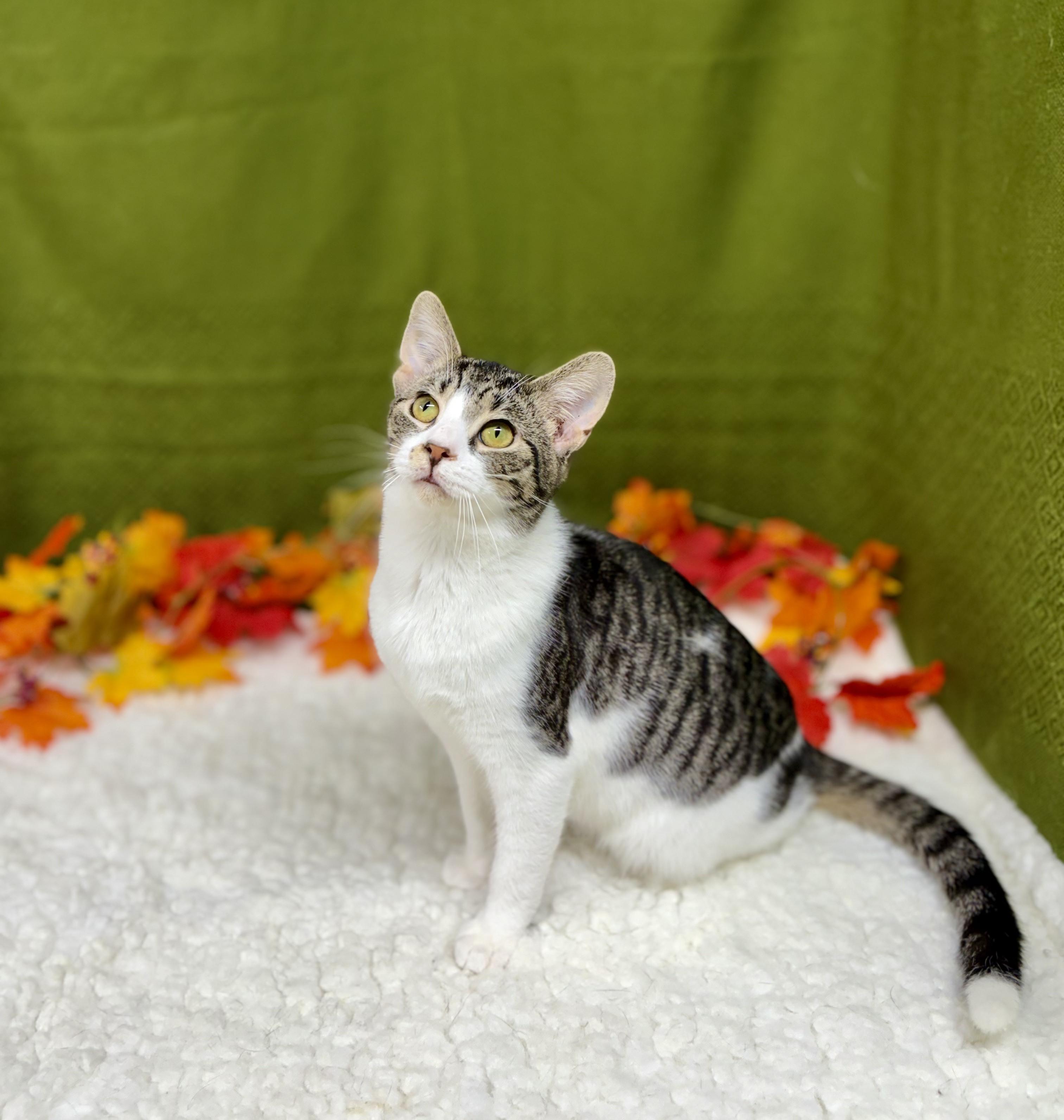 Gregory, Adoptable, Adult Male Domestic Short Hair.