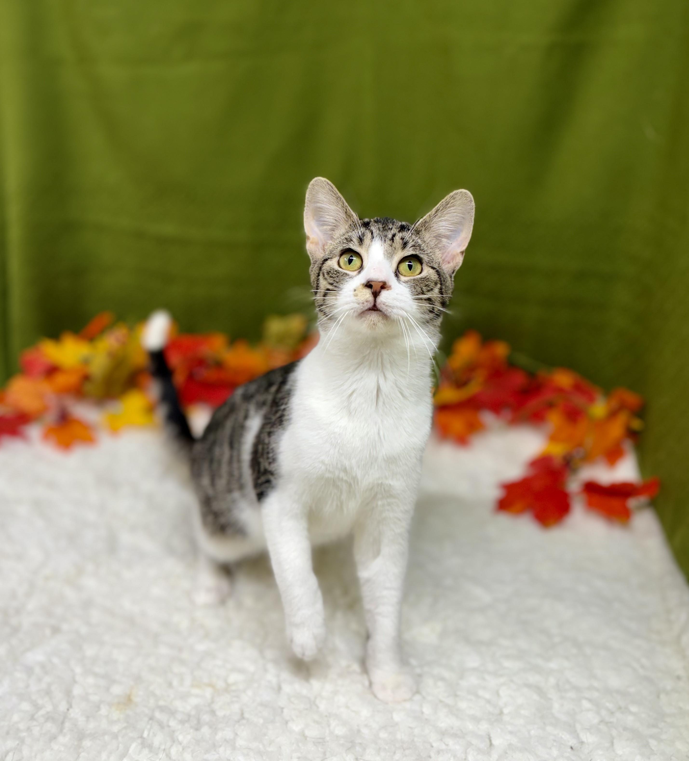 Enlarge Gregory, a Adoptable mixed breed in Upper Sandusky, OH image 2/3