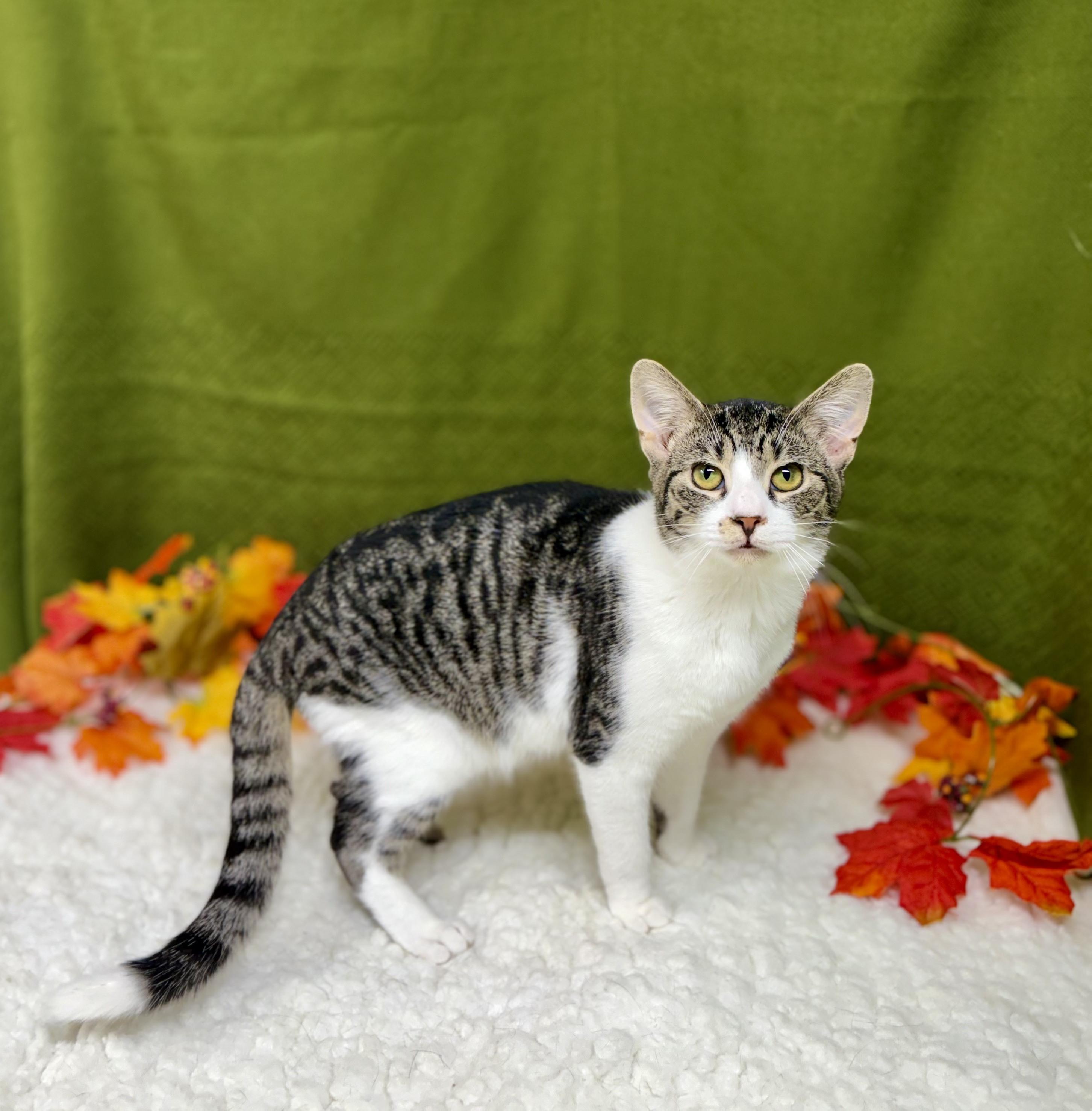 Enlarge Gregory, a Adoptable mixed breed in Upper Sandusky, OH image 3/3