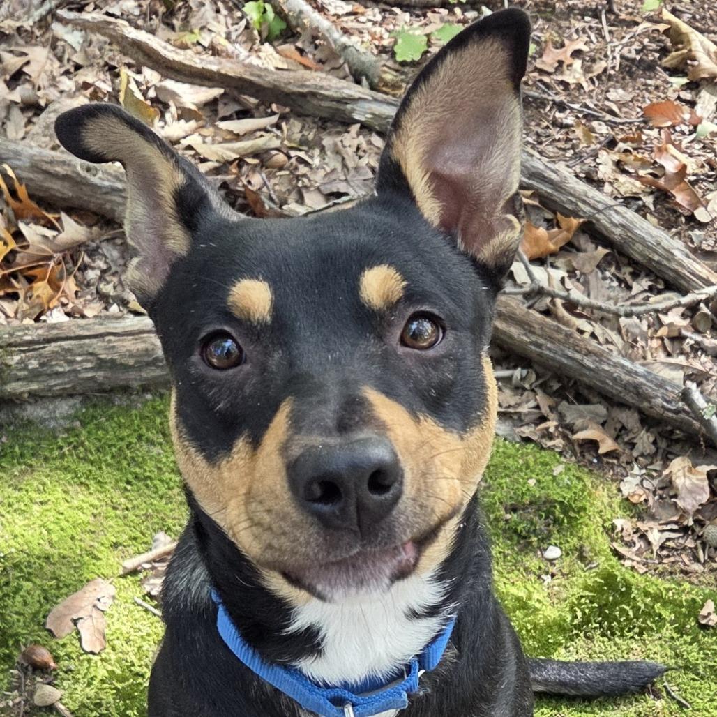 Mjolnir, Adoptable, Young Male Mixed Breed & Mixed Breed.