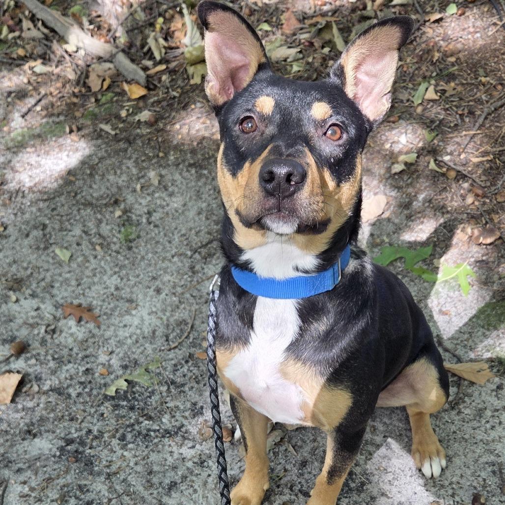 Enlarge Mjolnir, a Adoptable mixed breed in Voorhees, NJ image 2/3