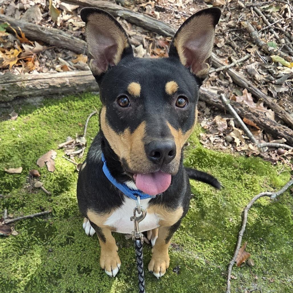 Enlarge Mjolnir, a Adoptable mixed breed in Voorhees, NJ image 3/3