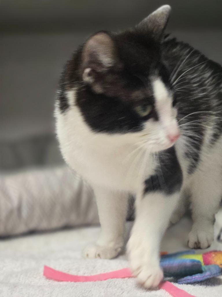 Enlarge Cupcake, a Adoptable mixed breed in Greencastle, IN image 1/2