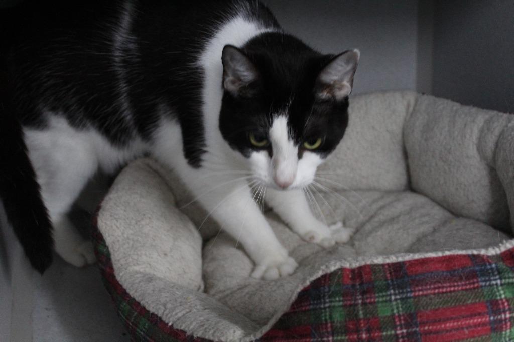 Enlarge Cupcake, a Adoptable mixed breed in Greencastle, IN image 2/2