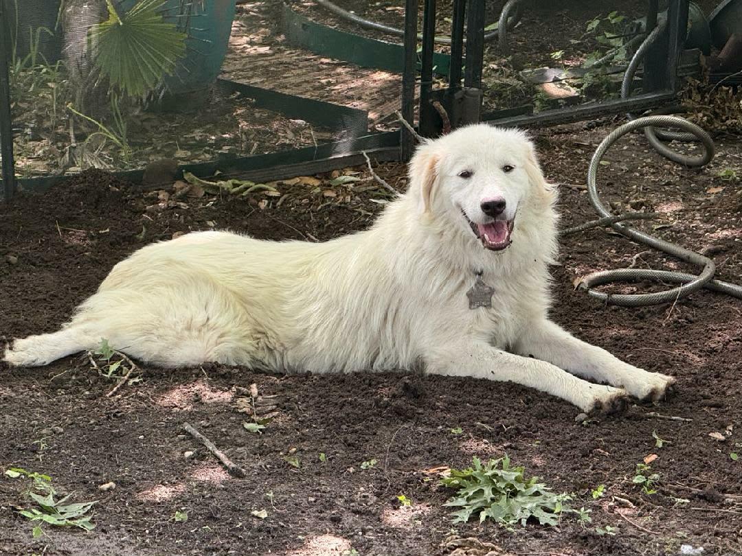 Enlarge Paris SAT, a Adoptable mixed breed in Quinlan, TX image 2/6