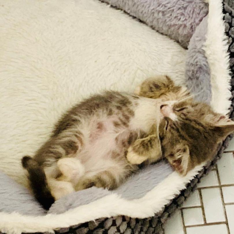 Iris, Adoptable, Kitten Female Domestic Short Hair.