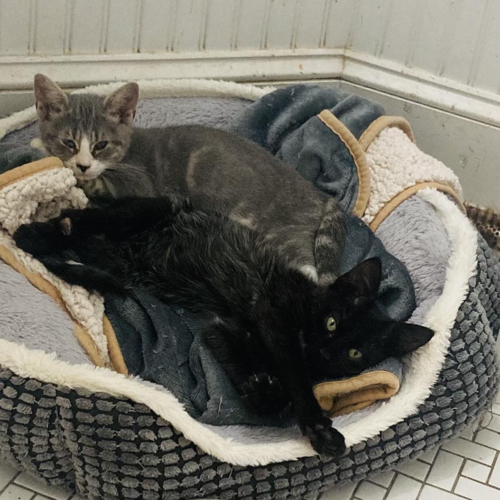 Enlarge Iris, a Adoptable Domestic Short Hair in Durham, NC image 2/6