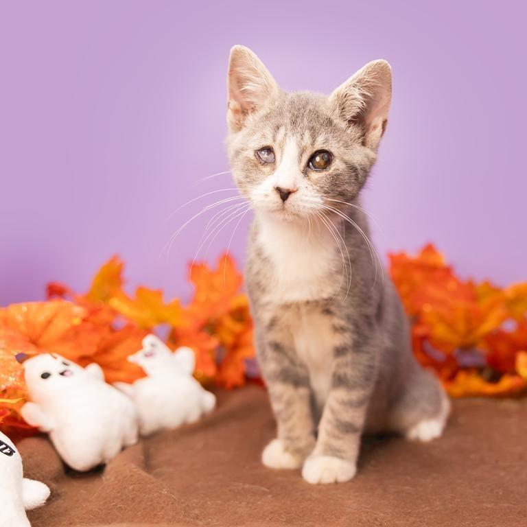 Enlarge Iris, a Adoptable Domestic Short Hair in Durham, NC image 3/6