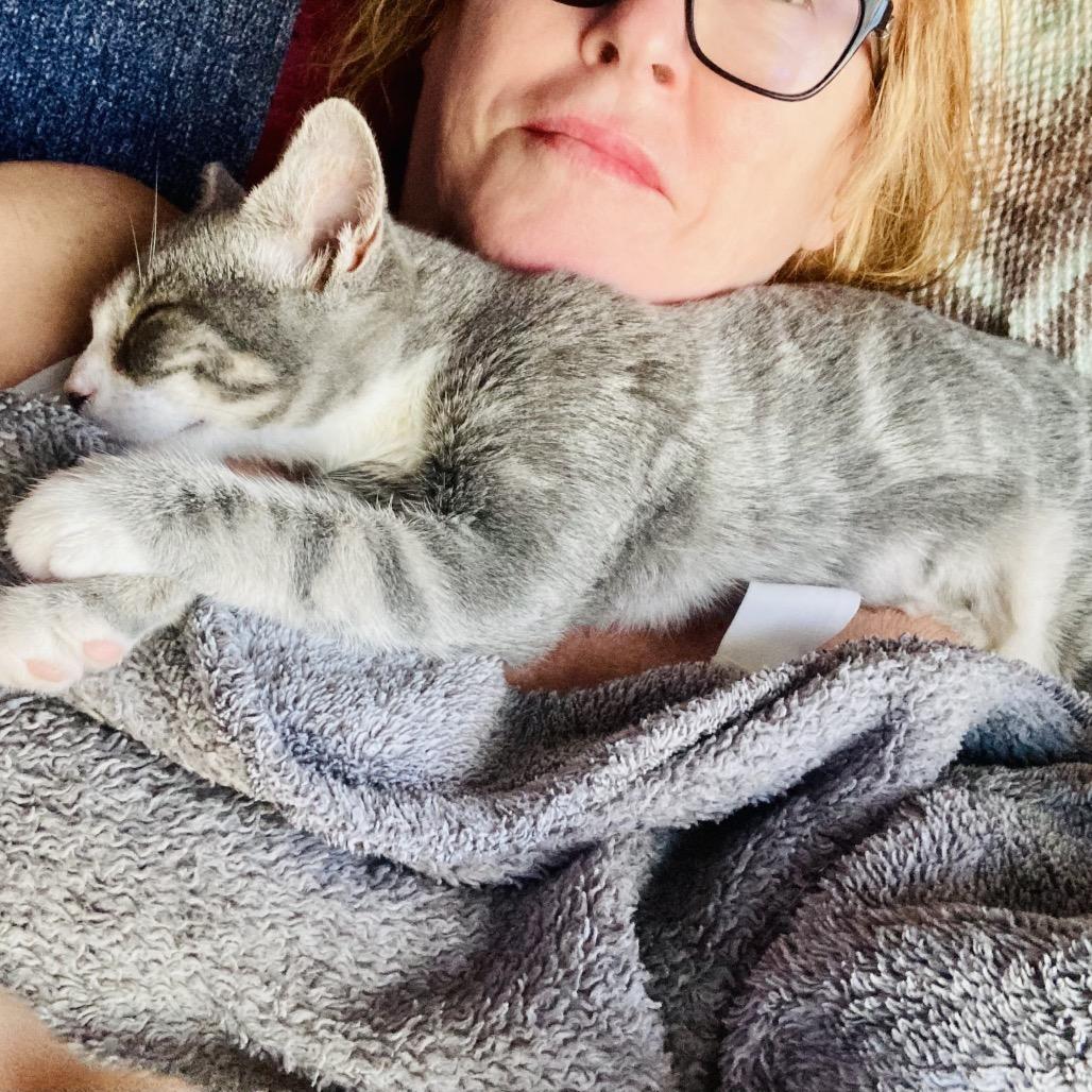 Enlarge Iris, a Adoptable Domestic Short Hair in Durham, NC image 4/6