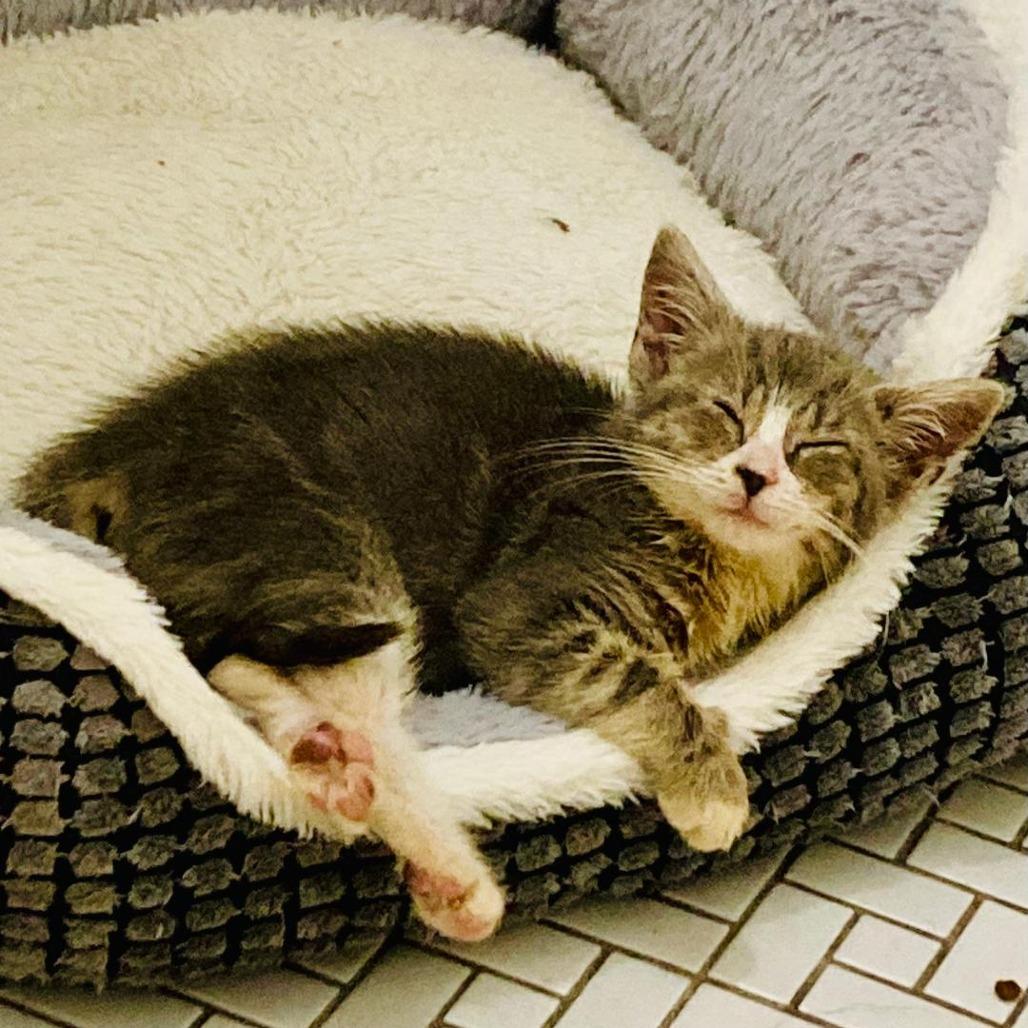 Enlarge Iris, a Adoptable Domestic Short Hair in Durham, NC image 5/6