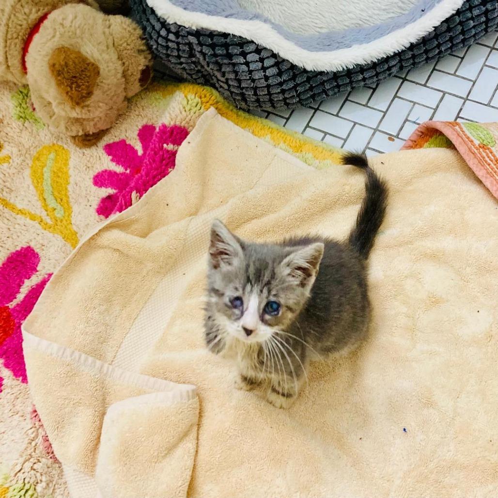 Enlarge Iris, a Adoptable Domestic Short Hair in Durham, NC image 6/6