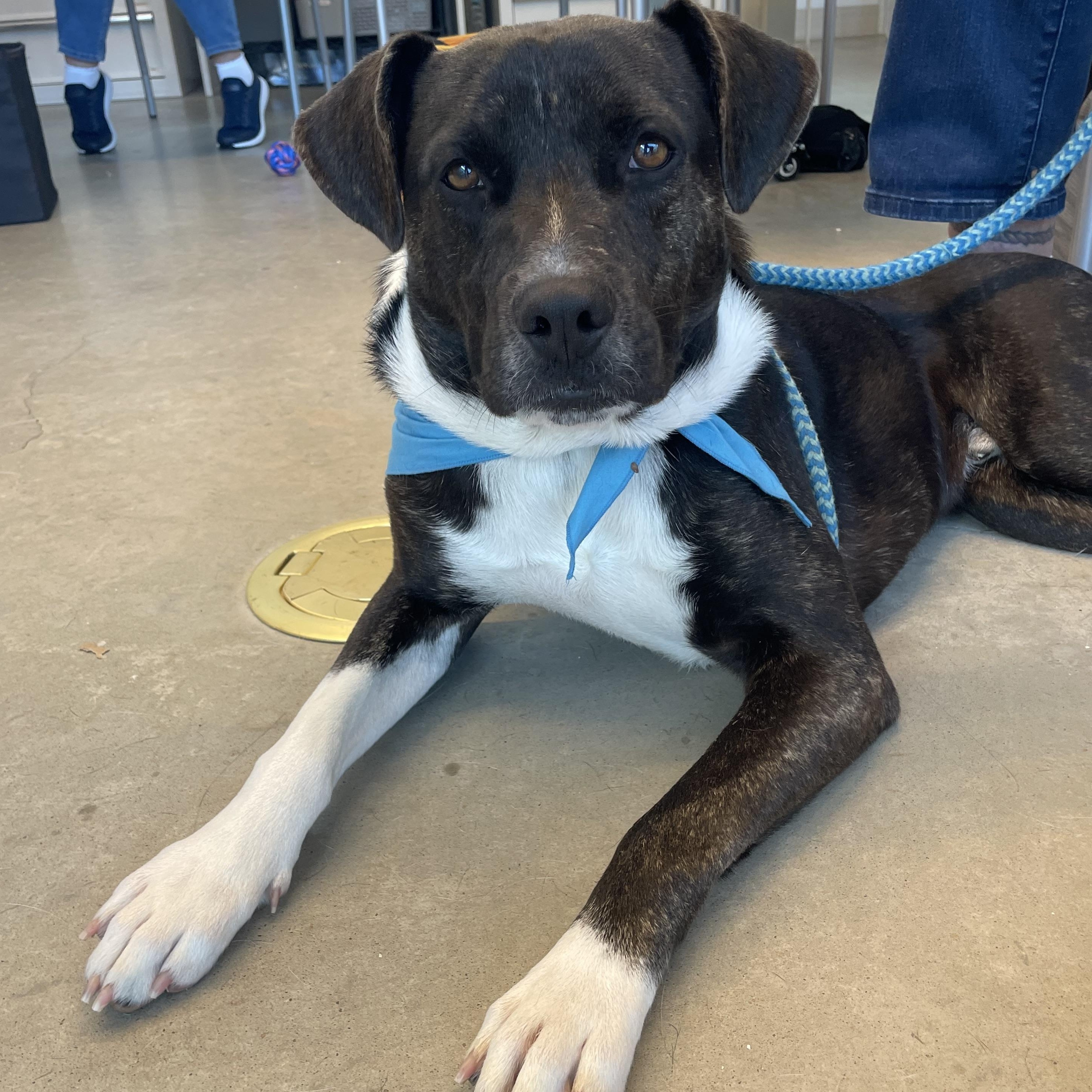 Clint, Adoptable, Young Male Terrier.