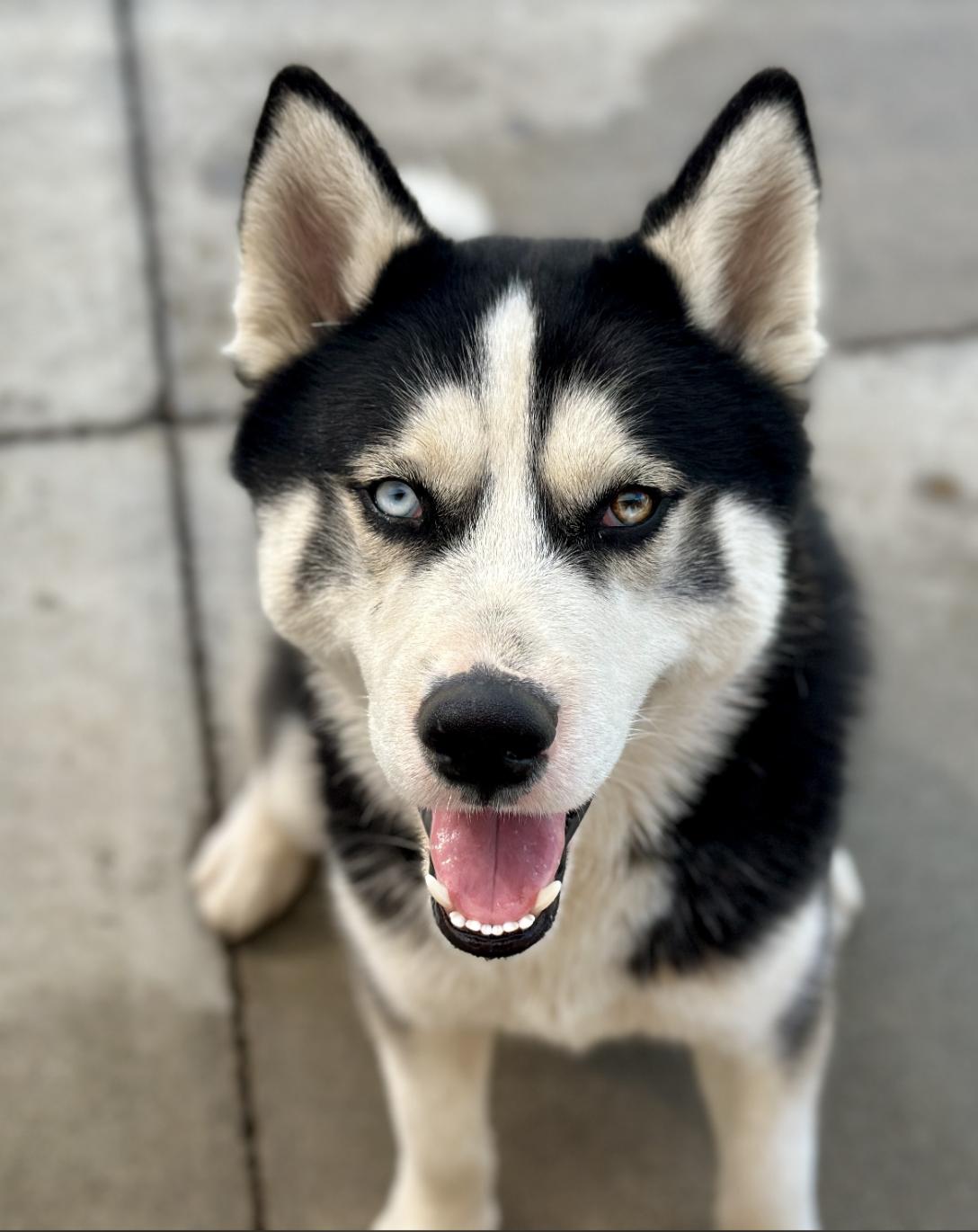 Enlarge Orion, a Adoptable Siberian Husky in Cottonwood Heights, UT image 1/6