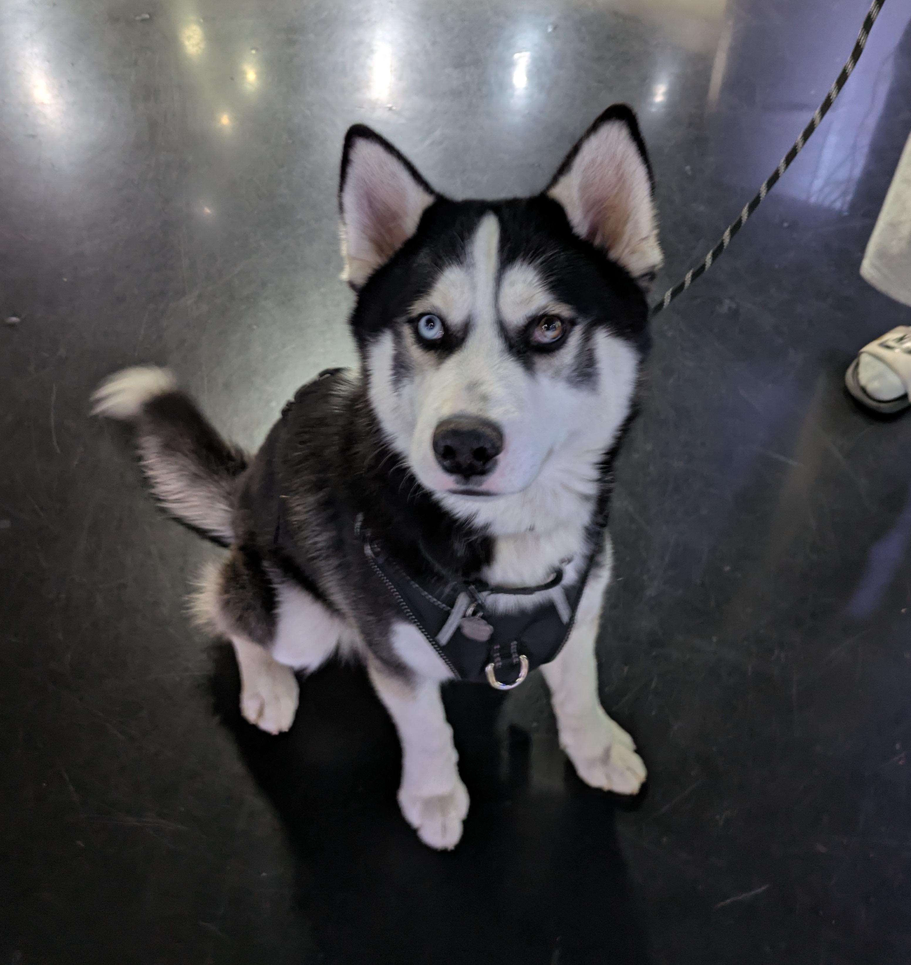 Enlarge Orion, a Adoptable Siberian Husky in Cottonwood Heights, UT image 2/6