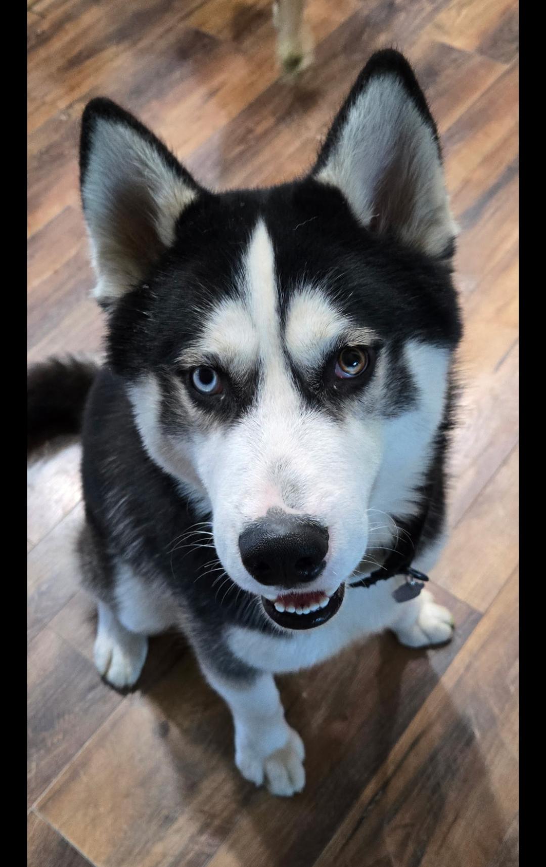 Enlarge Orion, a Adoptable Siberian Husky in Cottonwood Heights, UT image 3/6