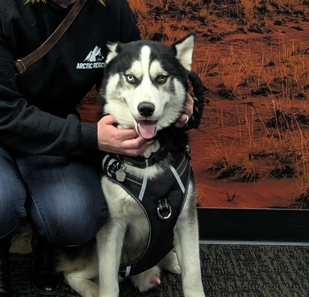 Enlarge Orion, a Adoptable Siberian Husky in Cottonwood Heights, UT image 4/6