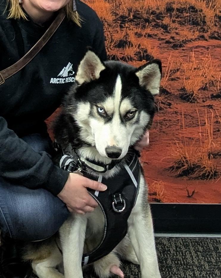 Enlarge Orion, a Adoptable Siberian Husky in Cottonwood Heights, UT image 5/6