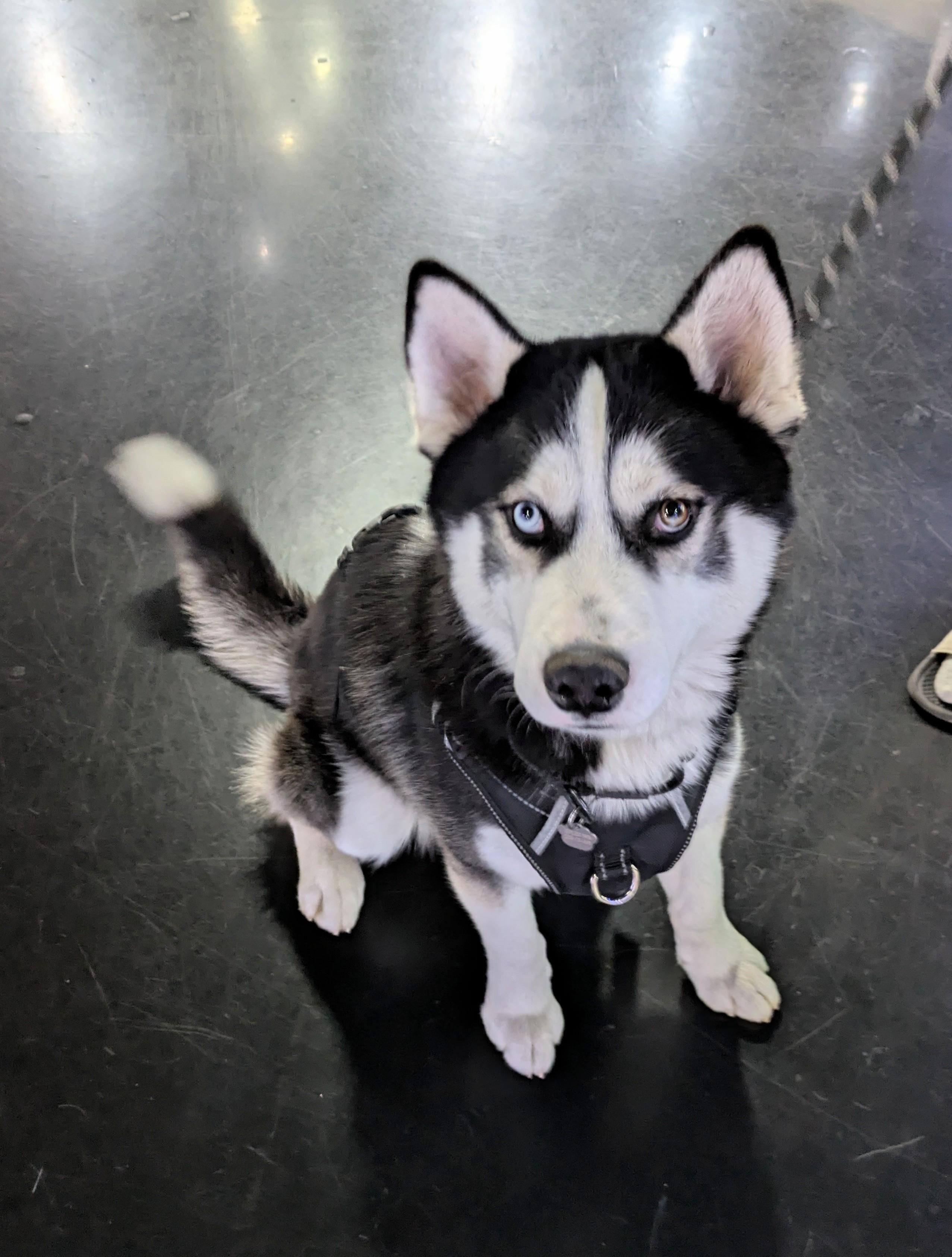 Enlarge Orion, a Adoptable Siberian Husky in Cottonwood Heights, UT image 6/6