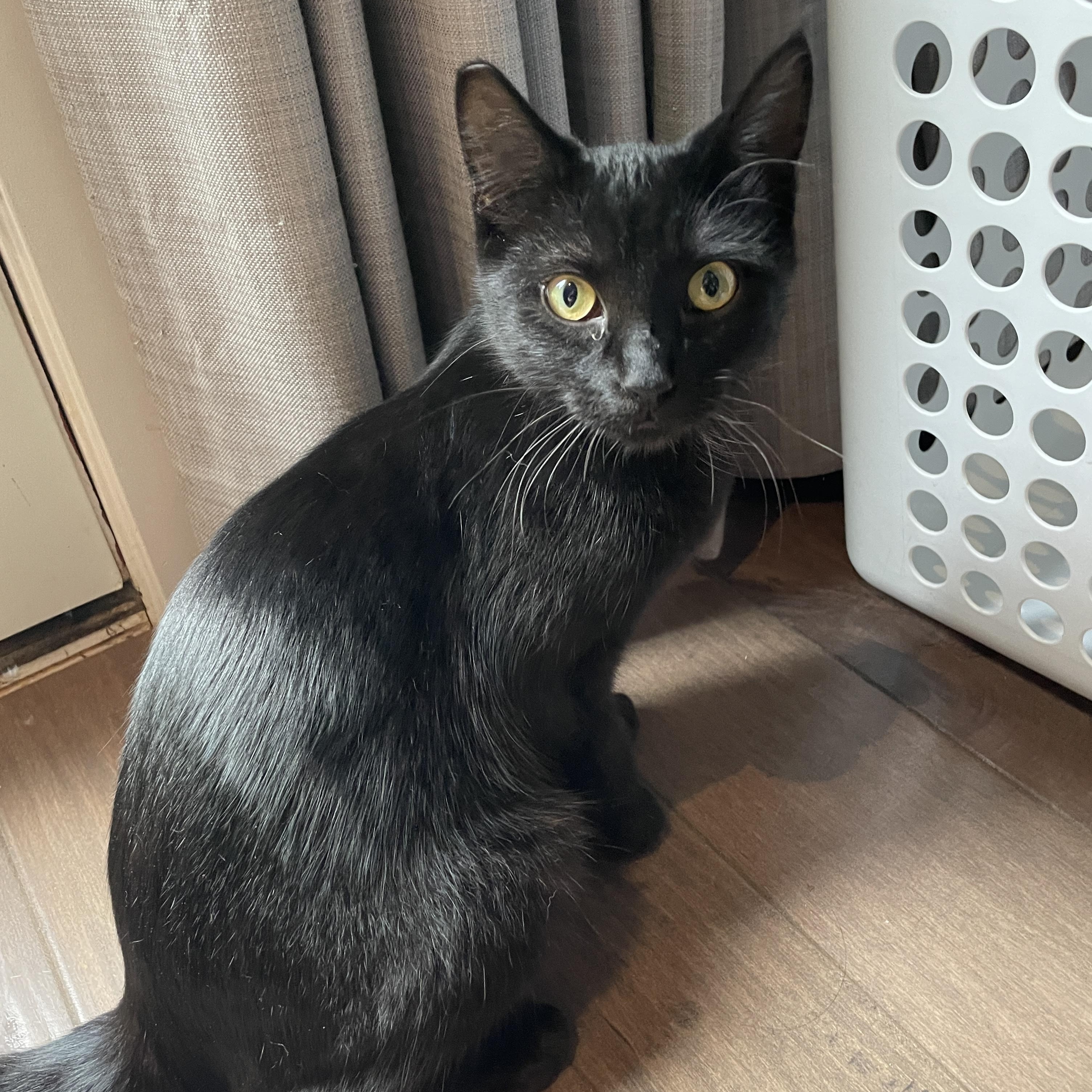 Enlarge Amelia, a ADOPTABLE Domestic Short Hair in Salt Spring Island, BC image 4/5