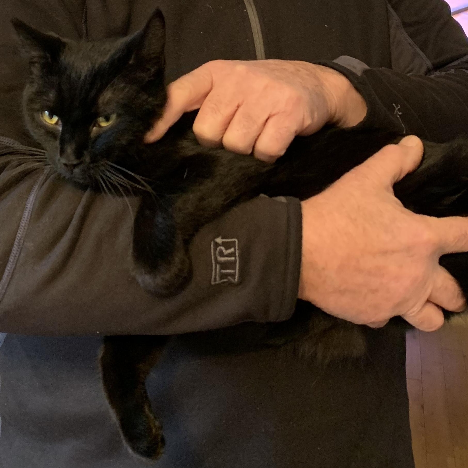 Enlarge Amelia, a ADOPTABLE Domestic Short Hair in Salt Spring Island, BC image 3/5