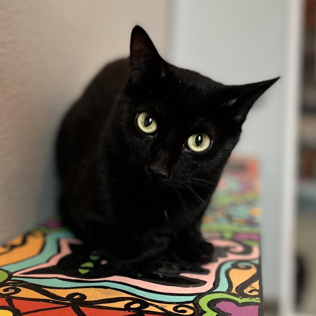Tasha, Adoptable, Senior Female Domestic Short Hair.