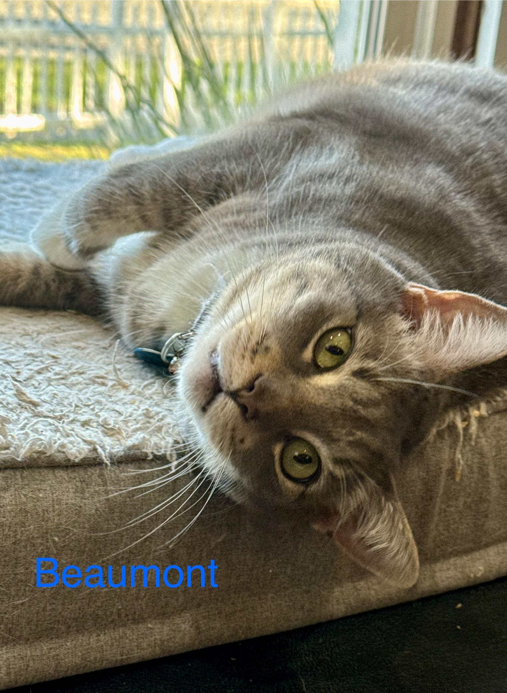 Beaumont, Adoptable, Senior Male Tabby.